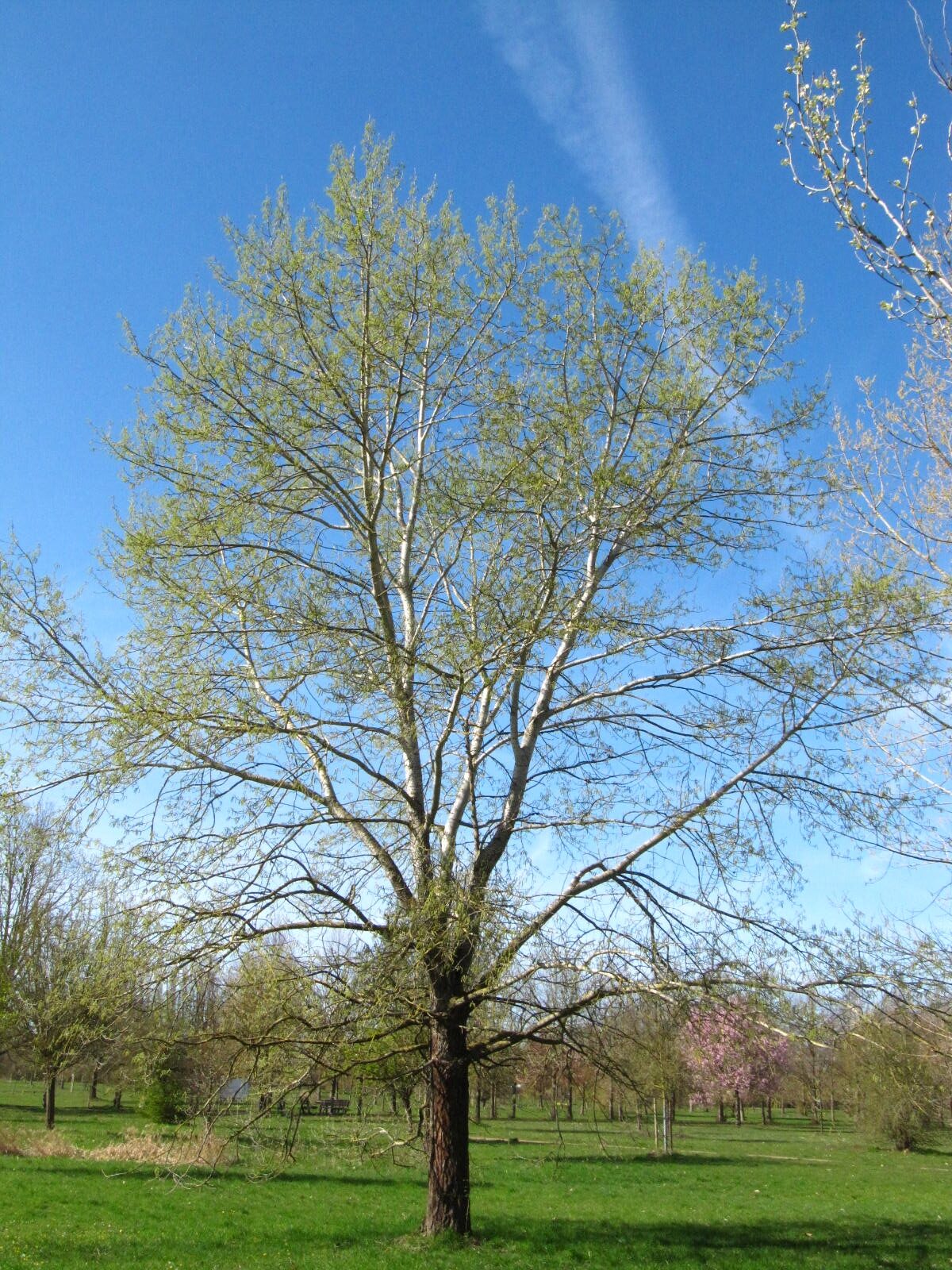 Populus alba 'Nivea' - Arboretum Thedinghausen - März 2026