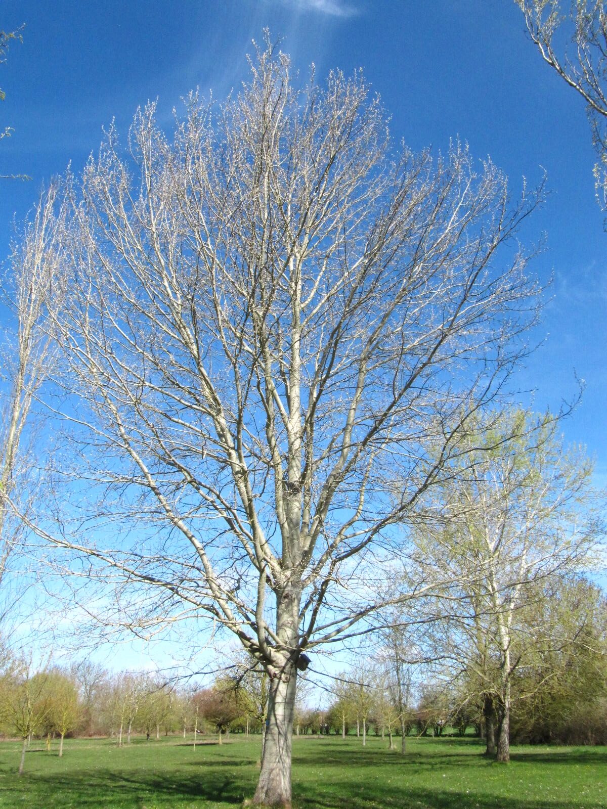 Populus × canescens 'Enniger' - Arboretum Thedinghausen - März 2026