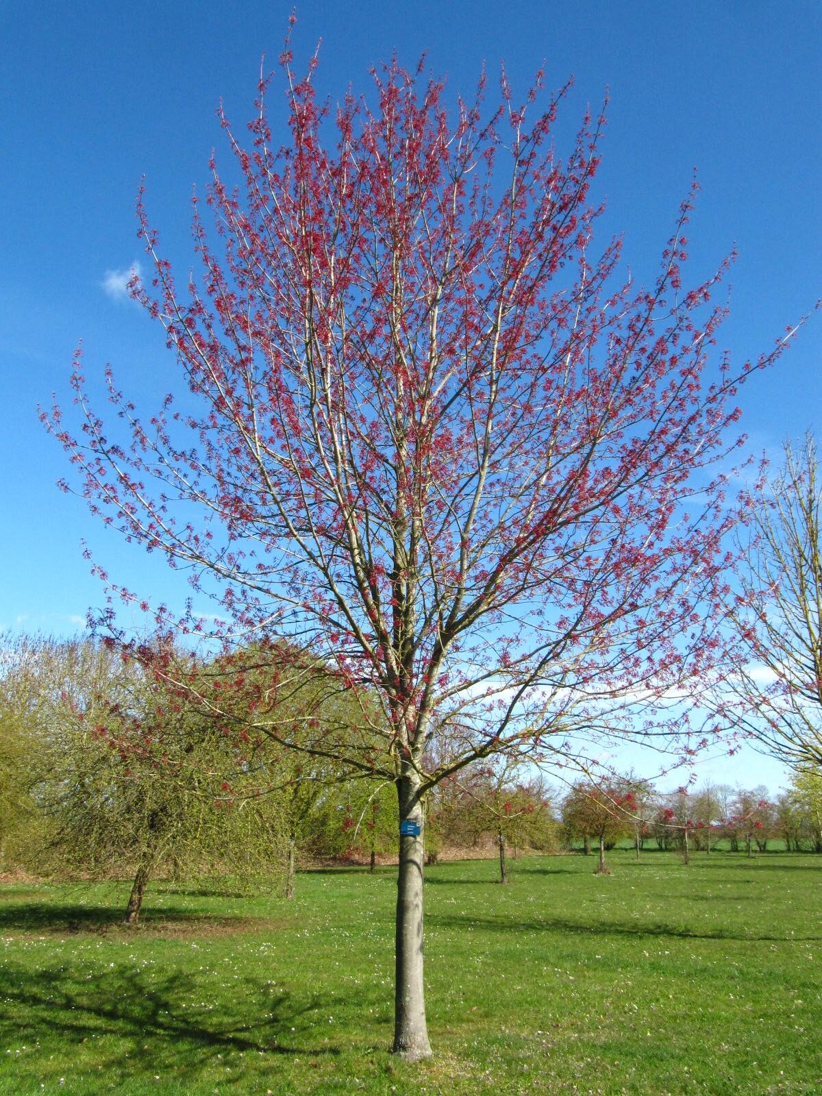 Acer rubrum 'Red Sunset' - Arboretum Thedinghausen - März 2026