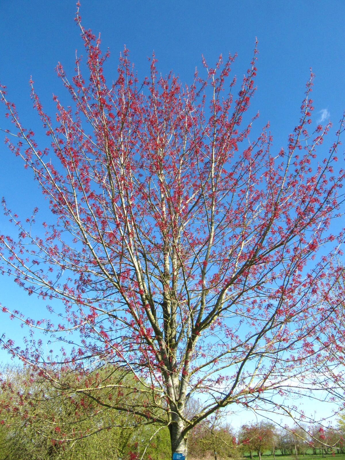 Acer rubrum 'Red Sunset' - Arboretum Thedinghausen - März 2026