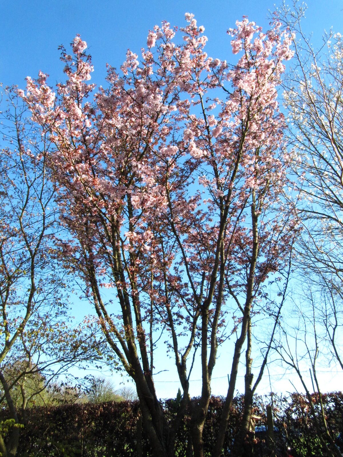Prunus sargentii - Botanischer Garten Oldenburg - April 2026