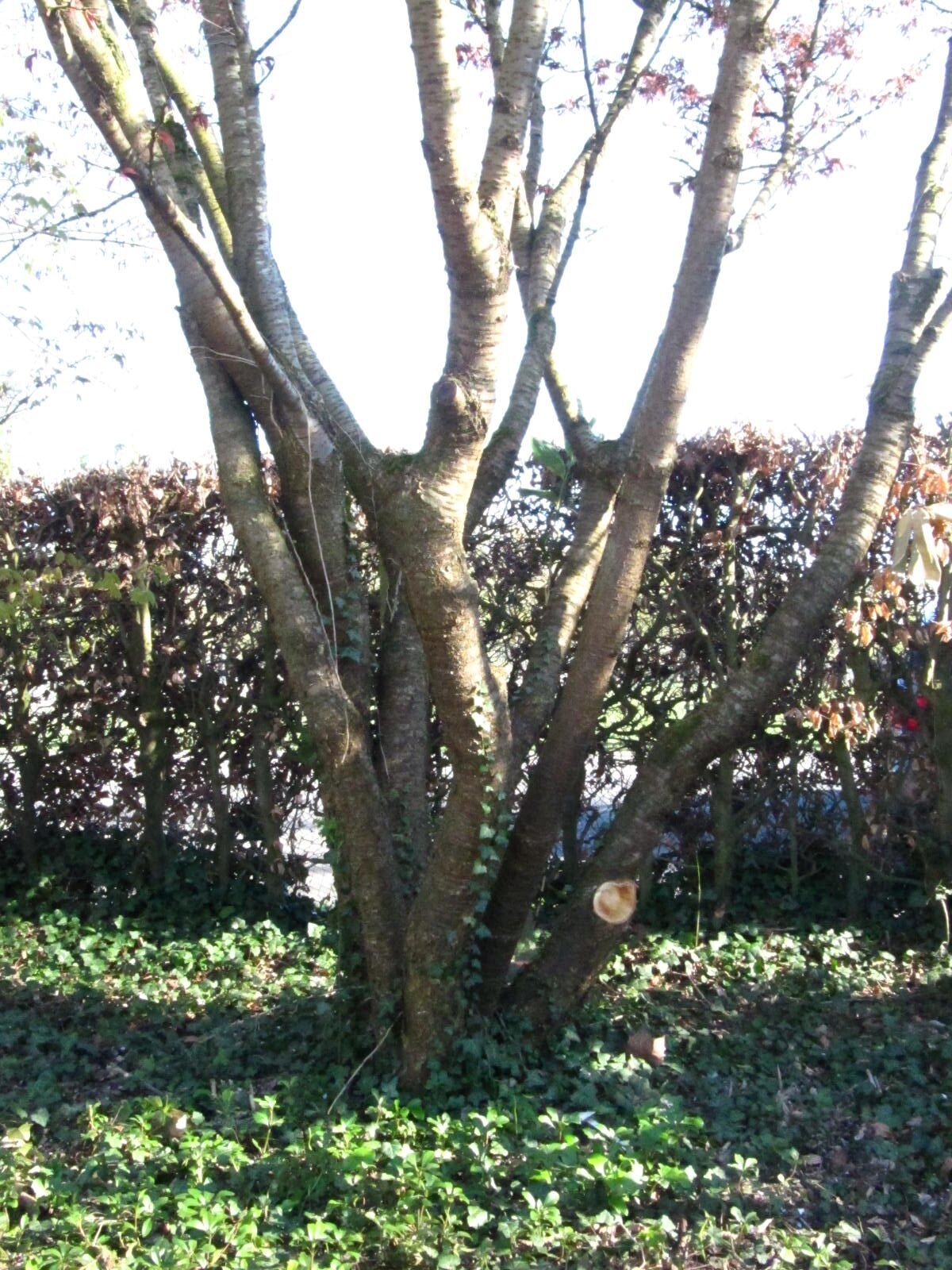 Prunus sargentii - Botanischer Garten Oldenburg - April 2026