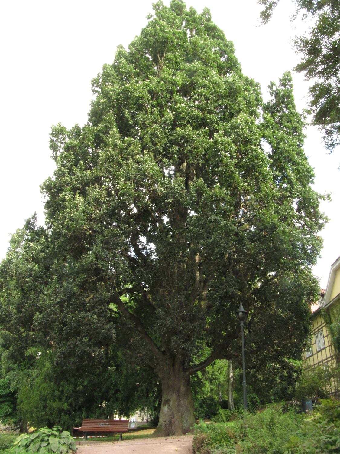 Quercus robur Fastigiata-Gruppe - Eisenach, Kartausgarten - Sept. 2021