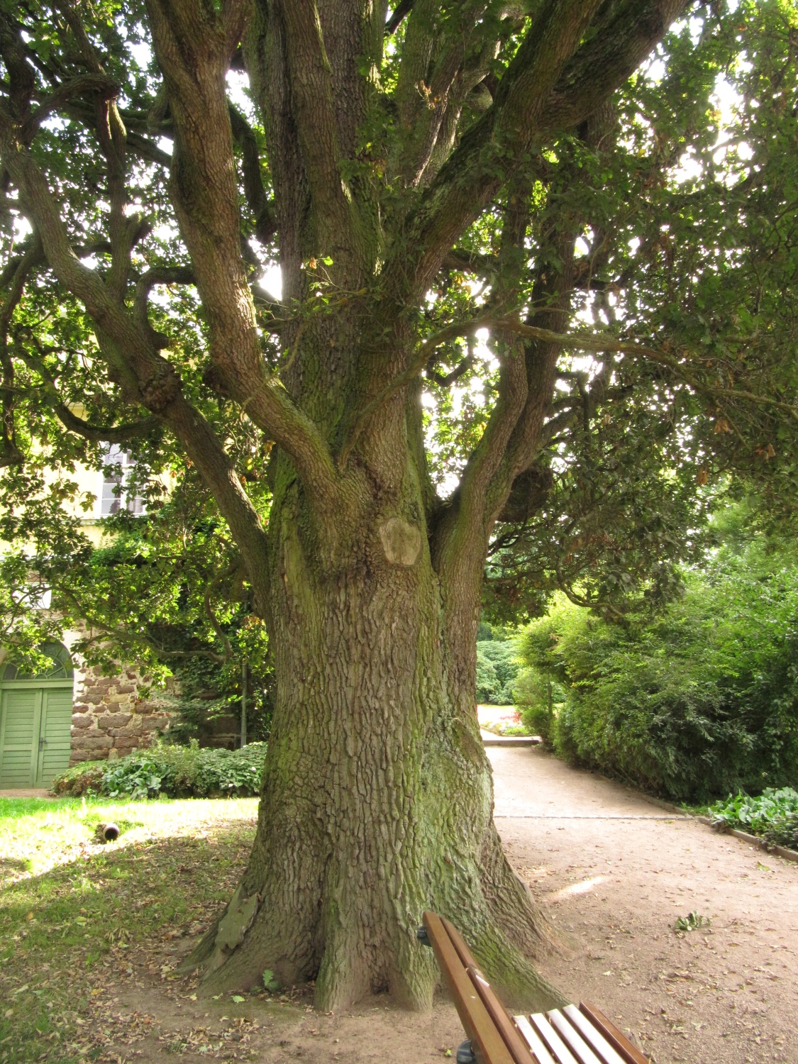 Quercus robur Fastigiata-Gruppe - Eisenach, Kartausgarten - Sept. 2021