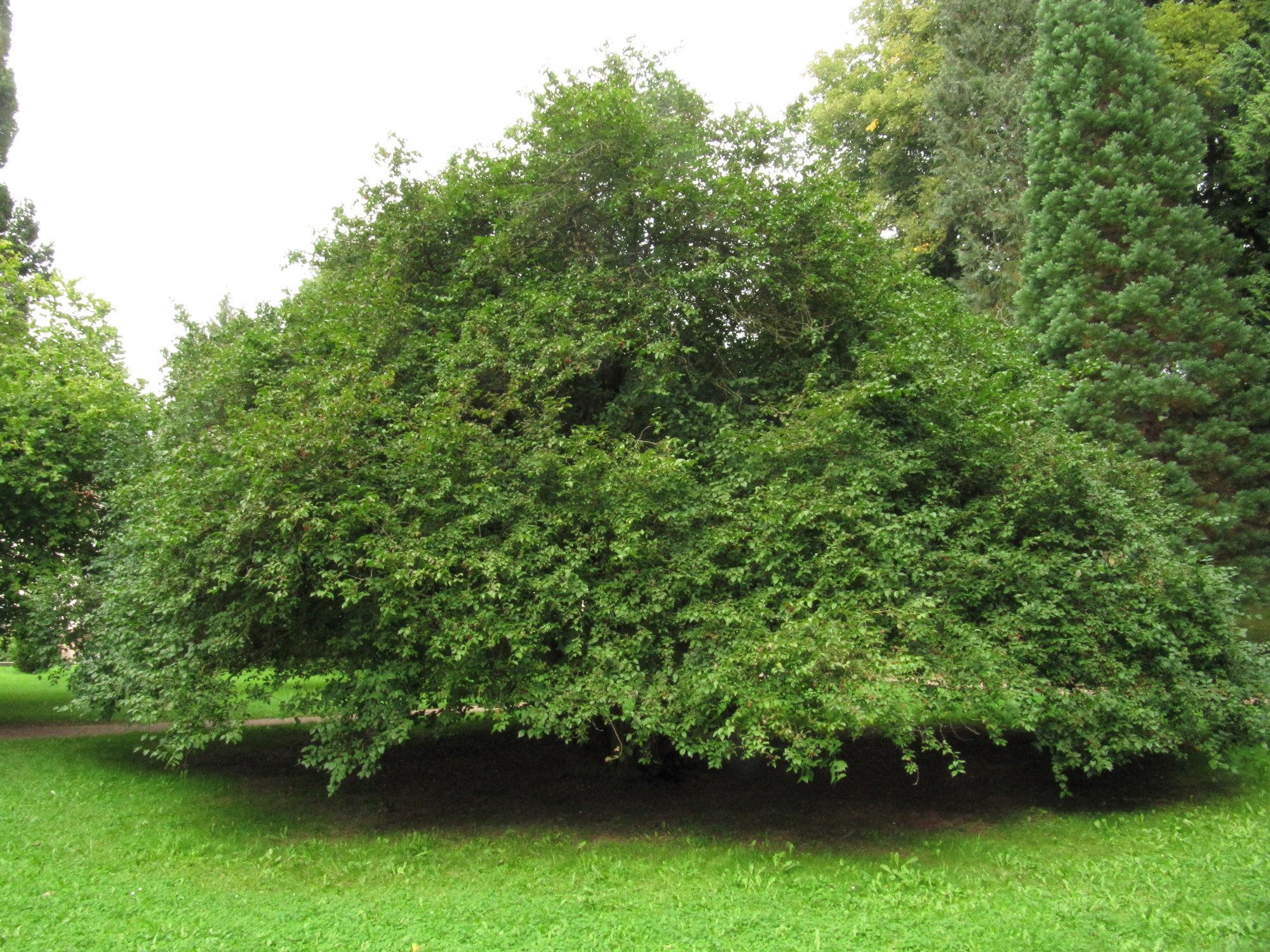 Quercus robur Fastigiata-Gruppe - Eisenach, Kartausgarten - Sept. 2021