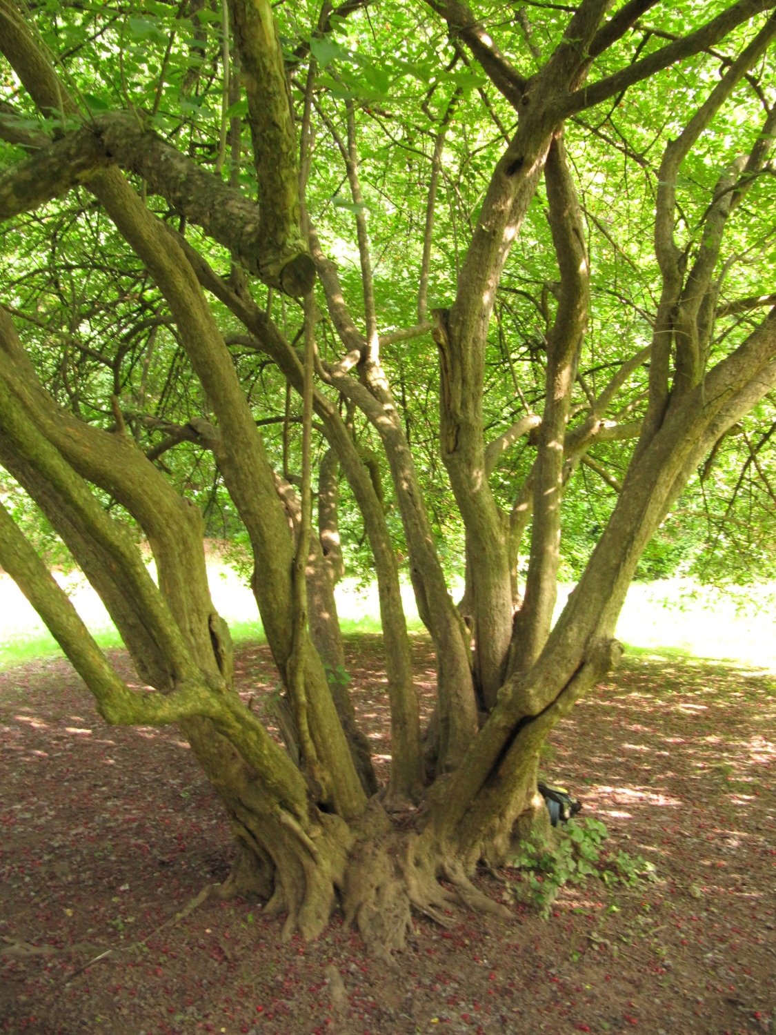 Quercus robur Fastigiata-Gruppe - Eisenach, Kartausgarten - Sept. 2021