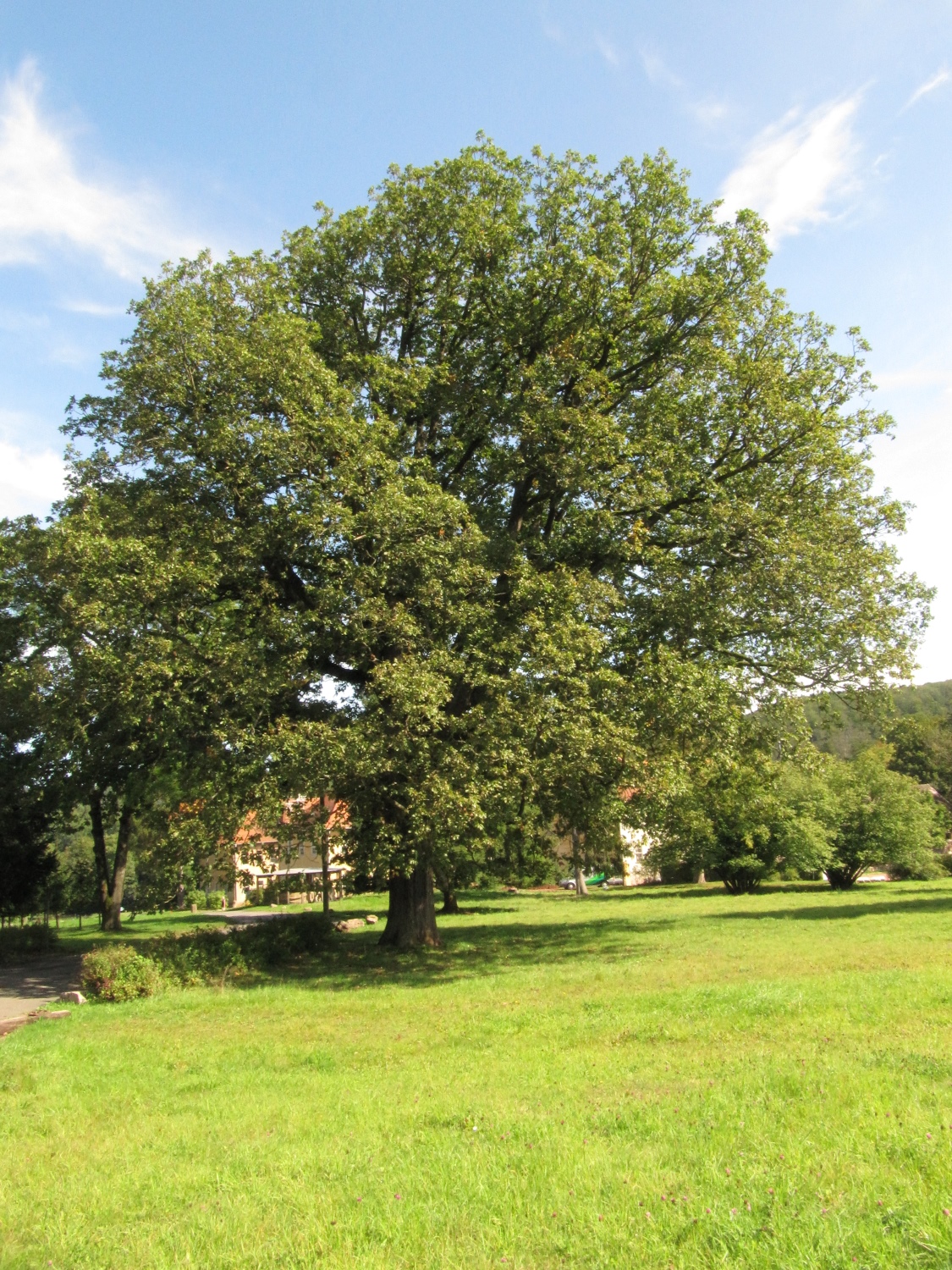 Quercus petraea - Eisenach, Schloss Wilhelmsthal - Sept. 2021