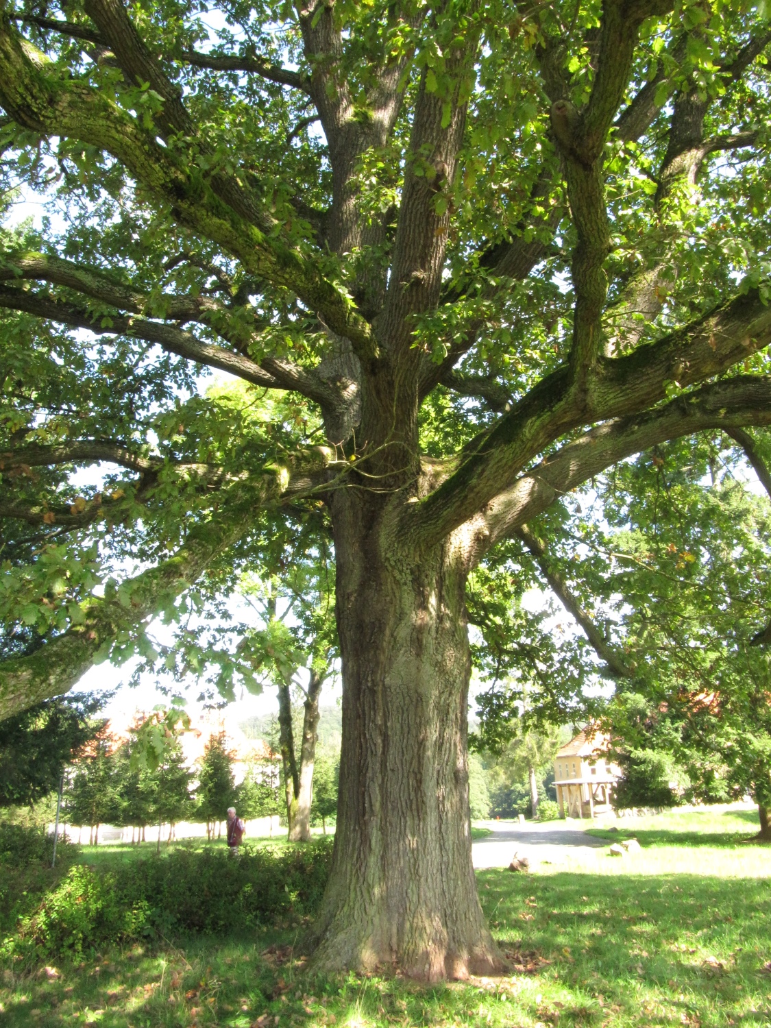 Quercus petraea - Eisenach, Schloss Wilhelmsthal - Sept. 2021