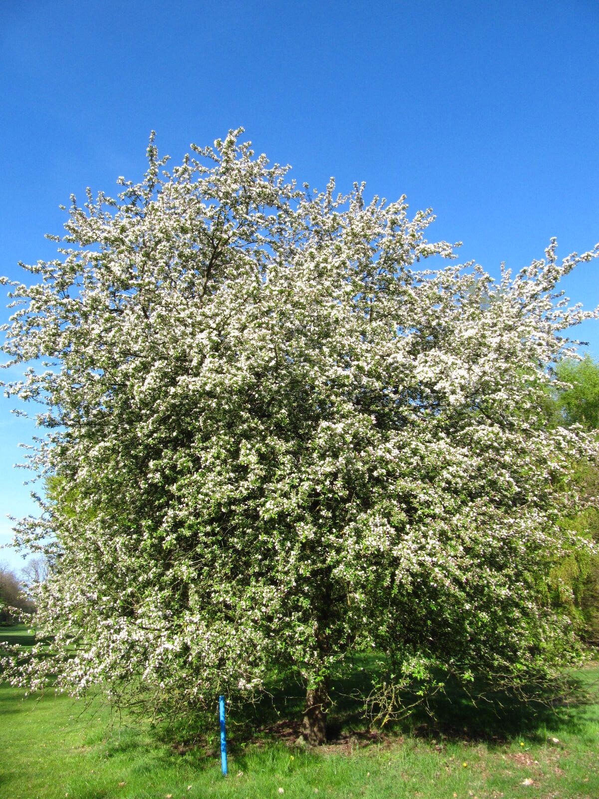 Malus 'Red Sentinel' - Bremen-Oberneuland - April 2026