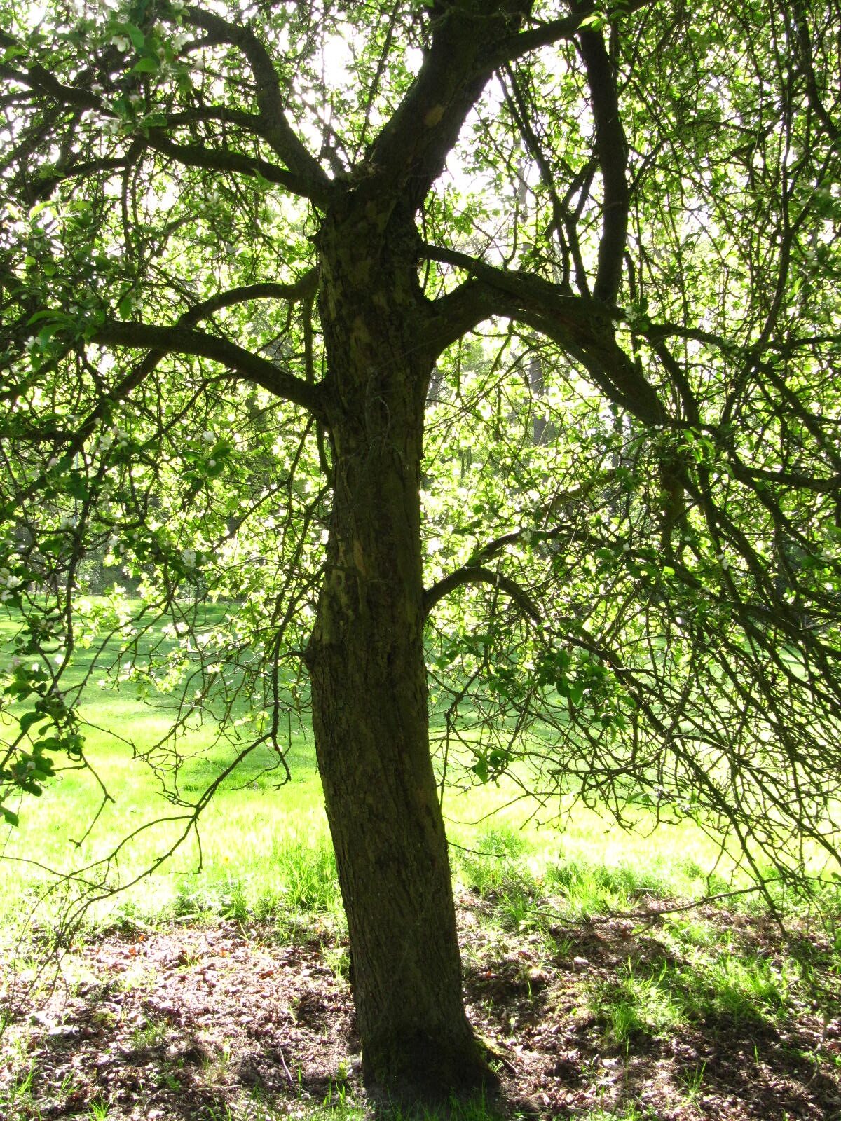 Malus 'Red Sentinel' - Bremen-Oberneuland - April 2026