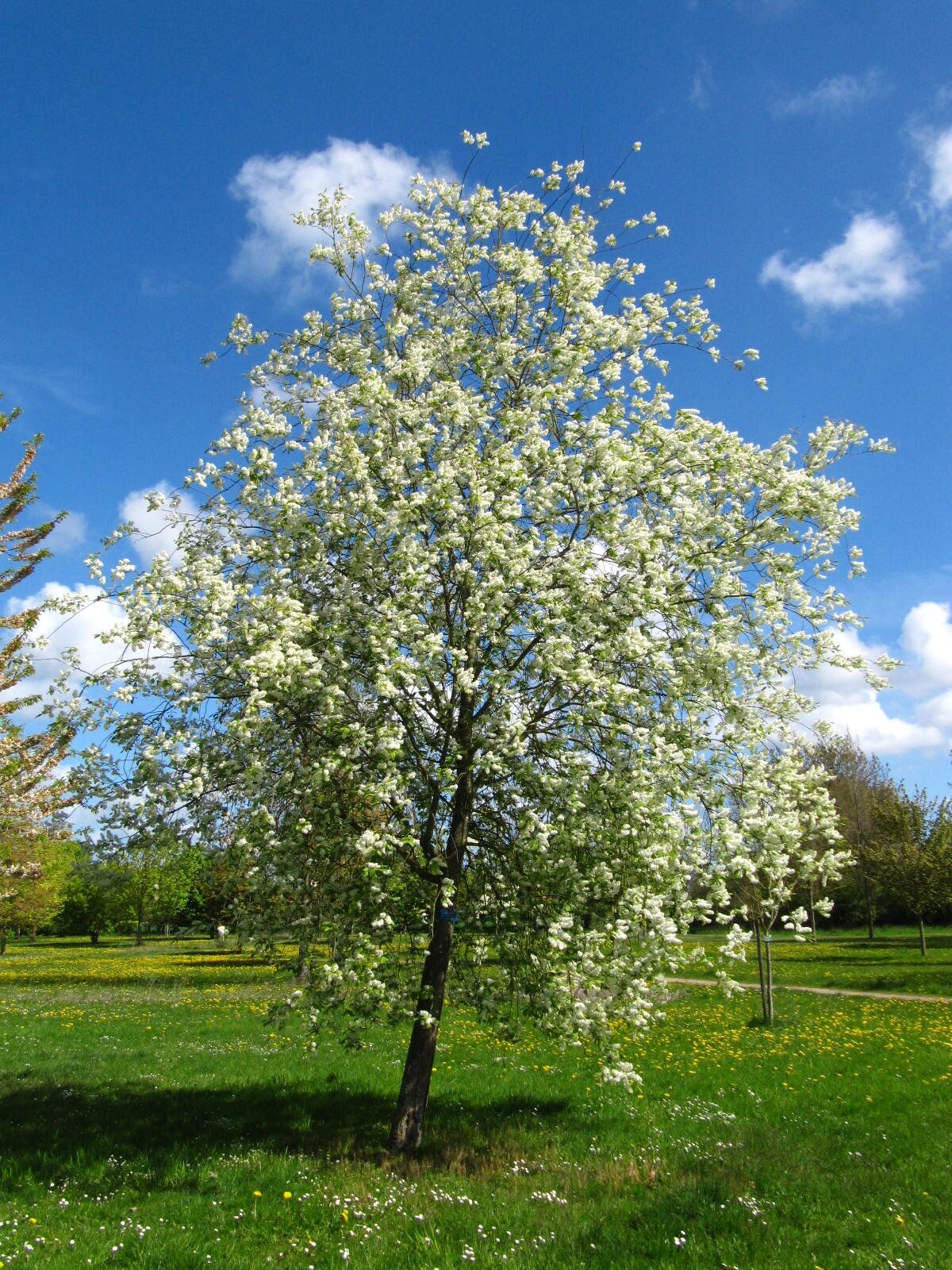 Prunus padus 'Watereri' - Arboretum Thedinghausen - April 2026