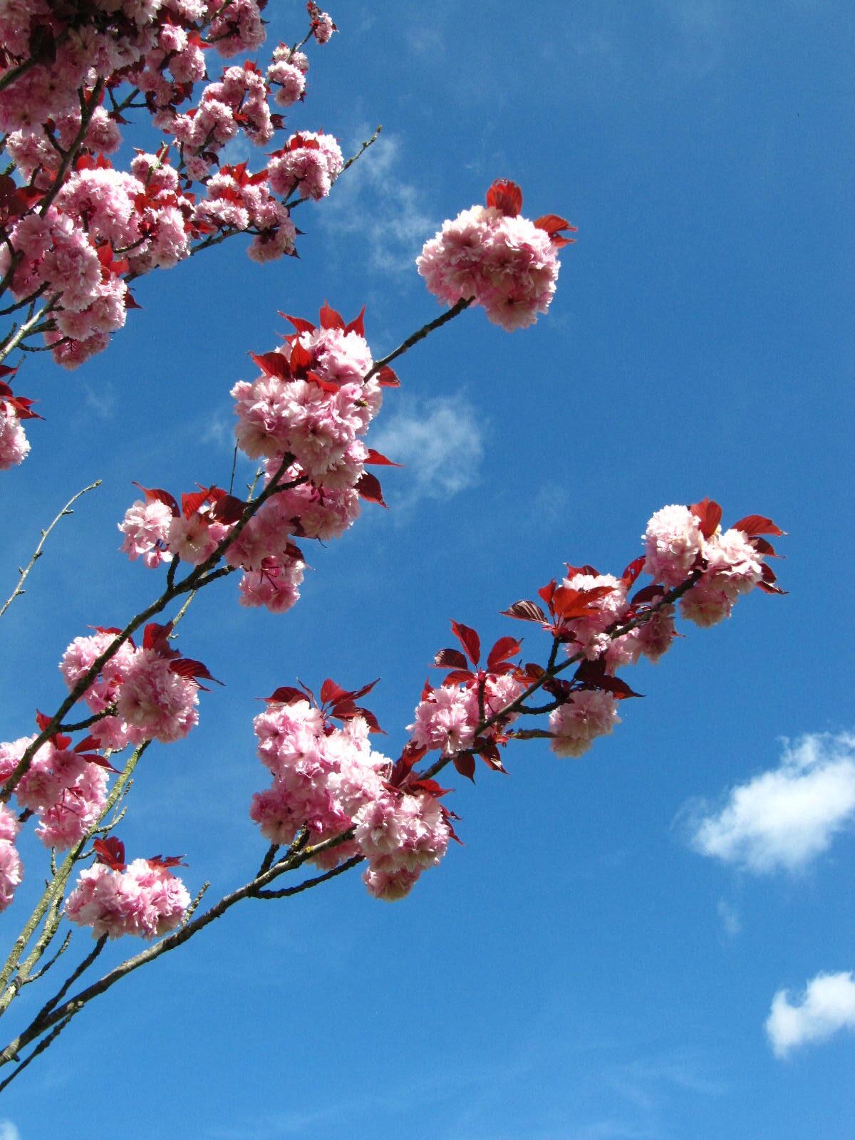 Prunus serrulata 'Royal Burgundy' - Arboretum Thedinghausen - April 2026