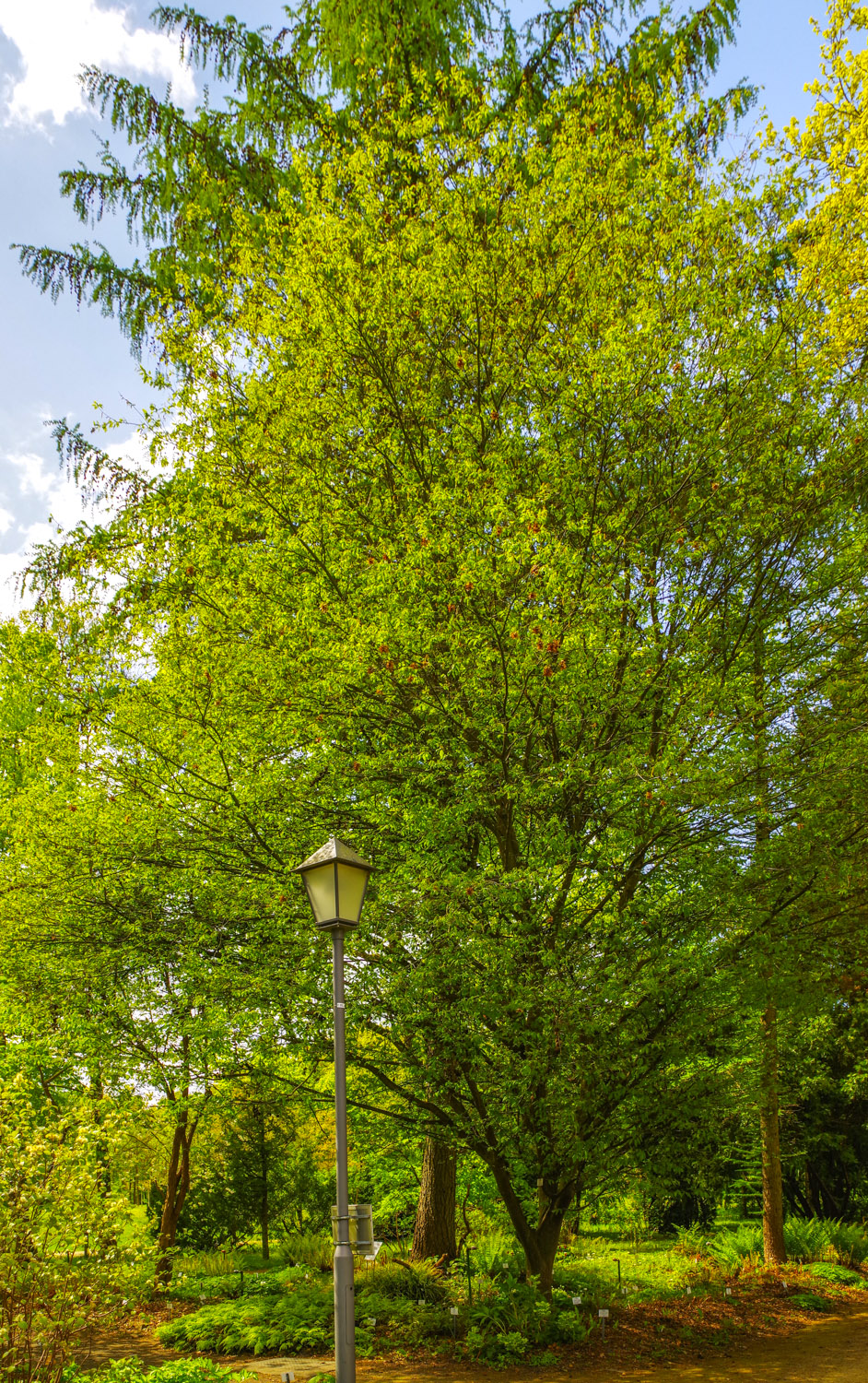 Carpinus betulus 'Quercifolia' - Potsdam - April 2024