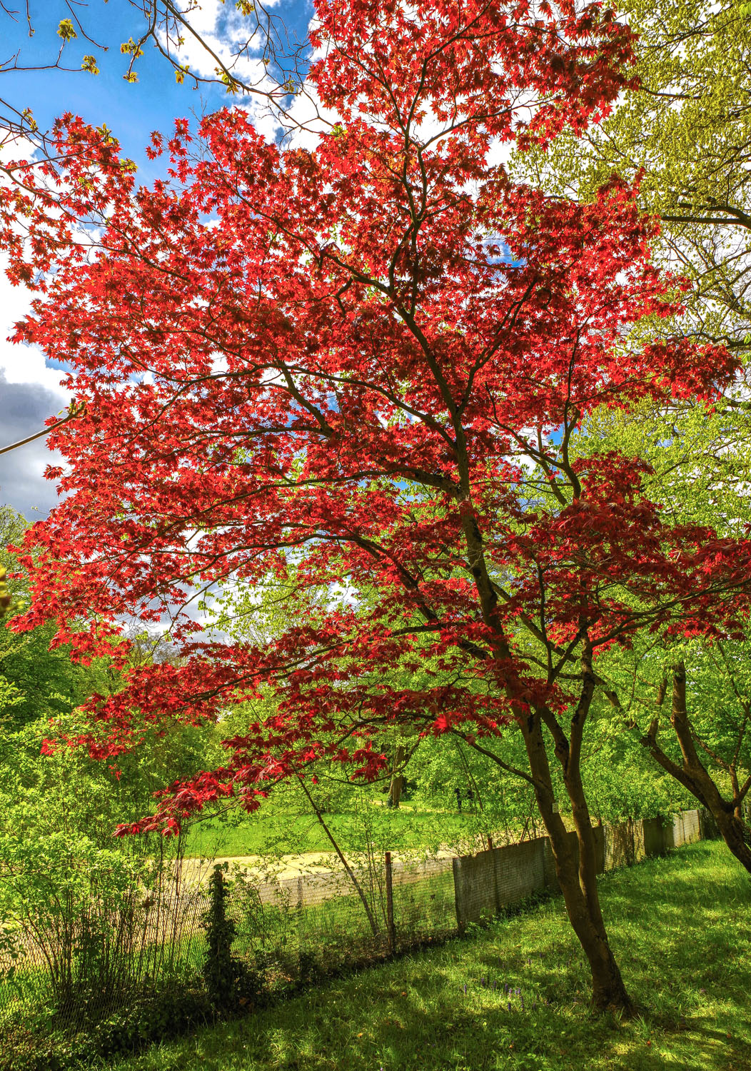 Aver palmatum 'Atropurpureum' - Potsdam - April 2024