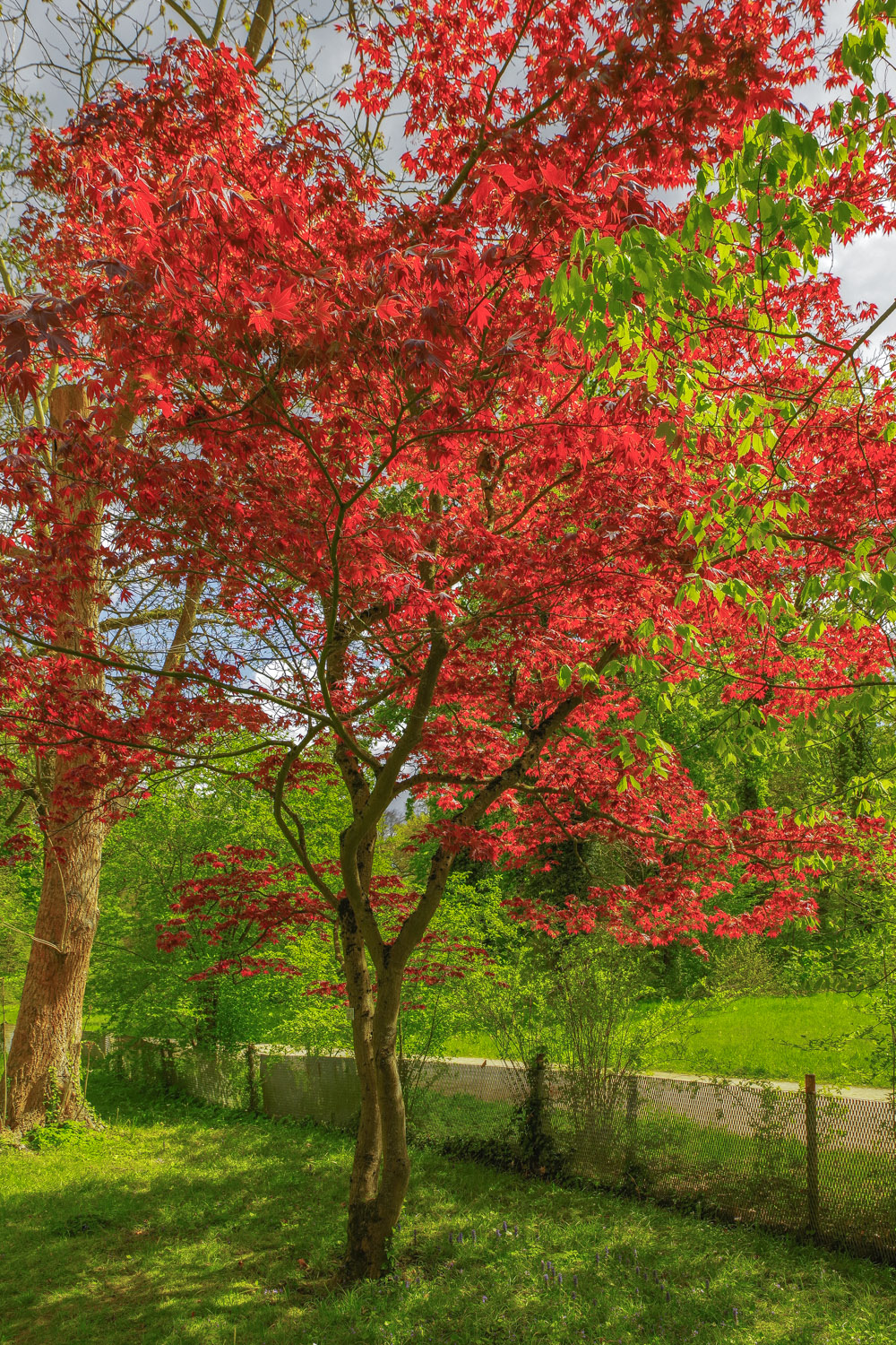 Aver palmatum 'Atropurpureum' - Potsdam - April 2024