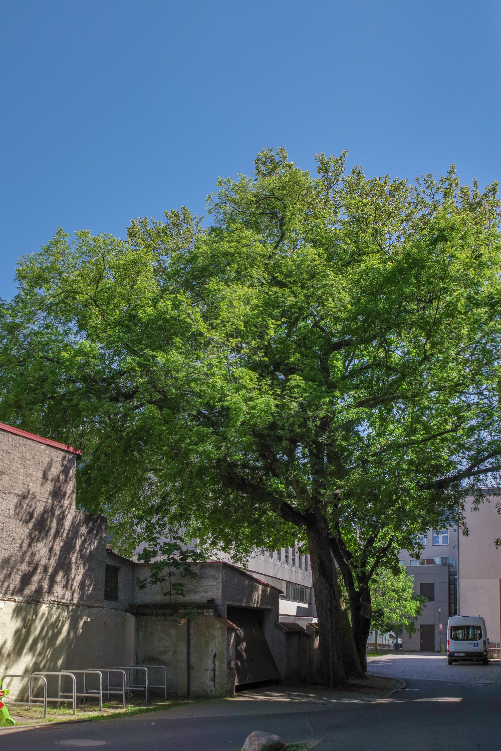 Celtis occidentalis - Potsdam - Mai 2024