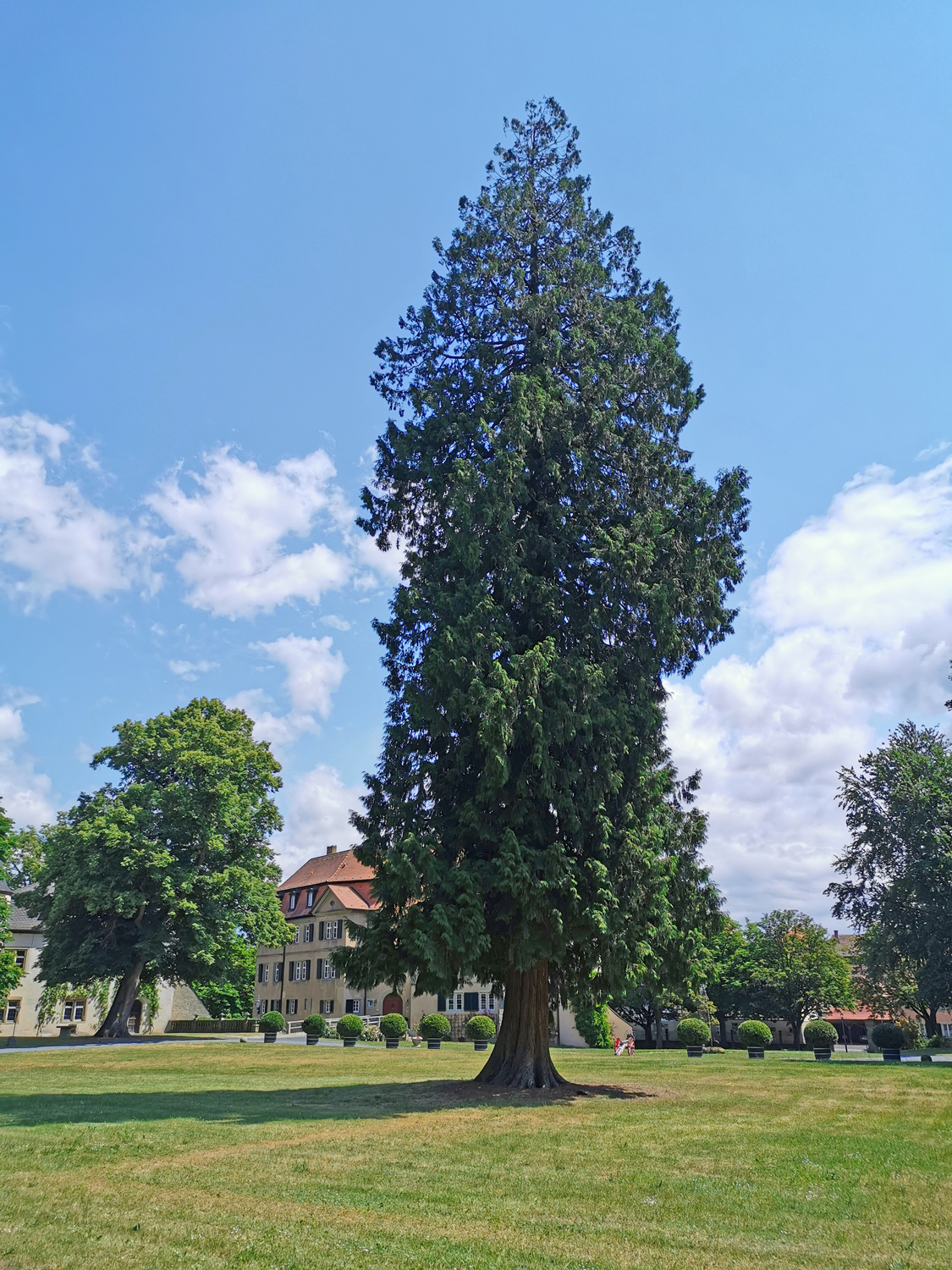Thuja plicata - Rüdenhausen - Juni 2023