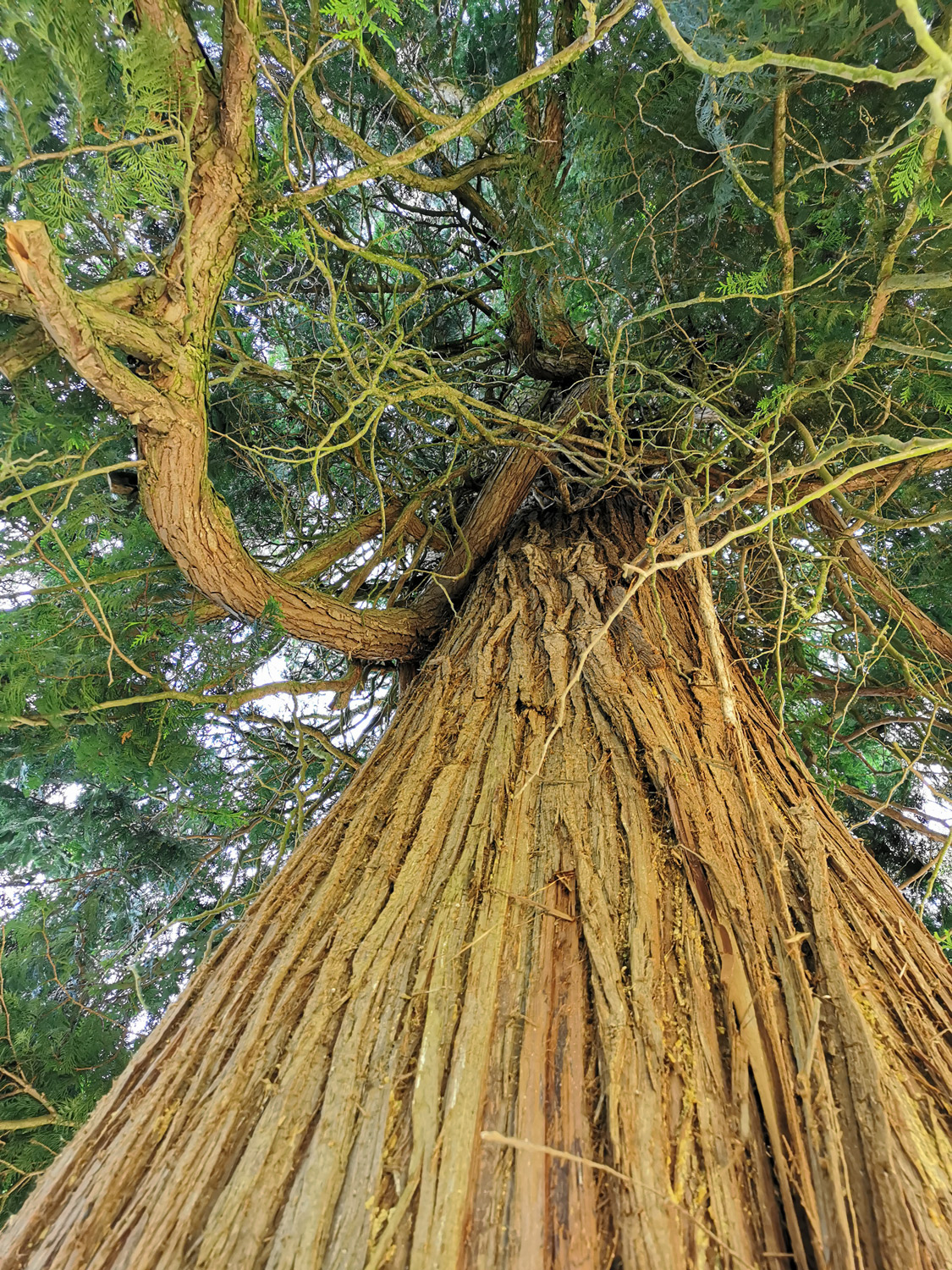 Thuja plicata - Rüdenhausen - Juni 2023