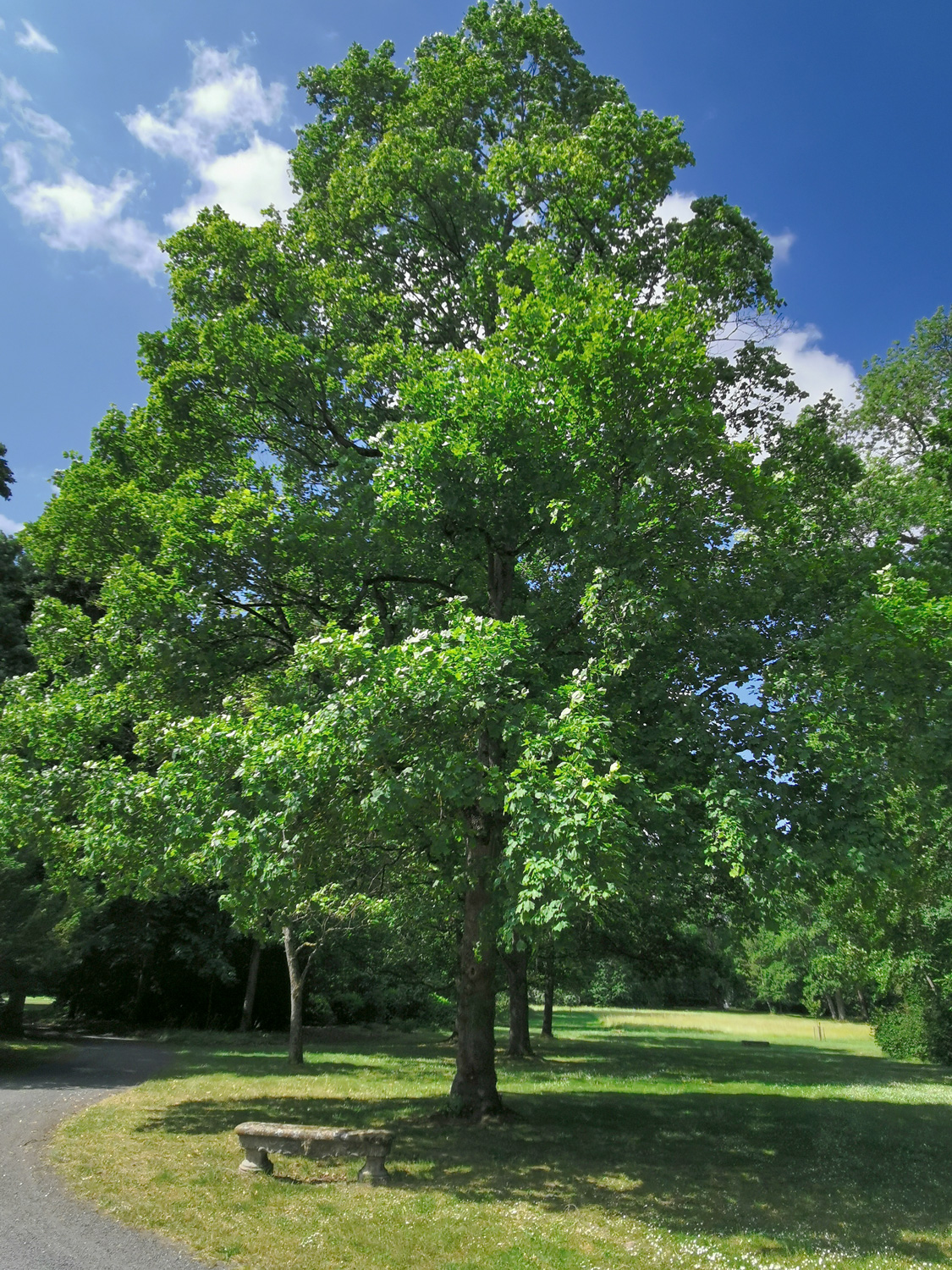 Acer platanoides 'Cucullatum' - Rüdenhausen - Juni 2023