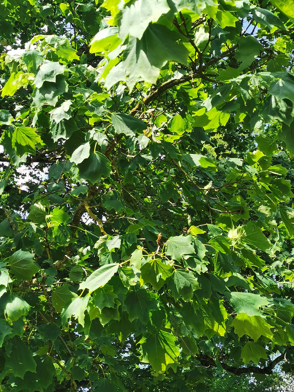 Acer platanoides 'Cucullatum' - Rüdenhausen - Juni 2023