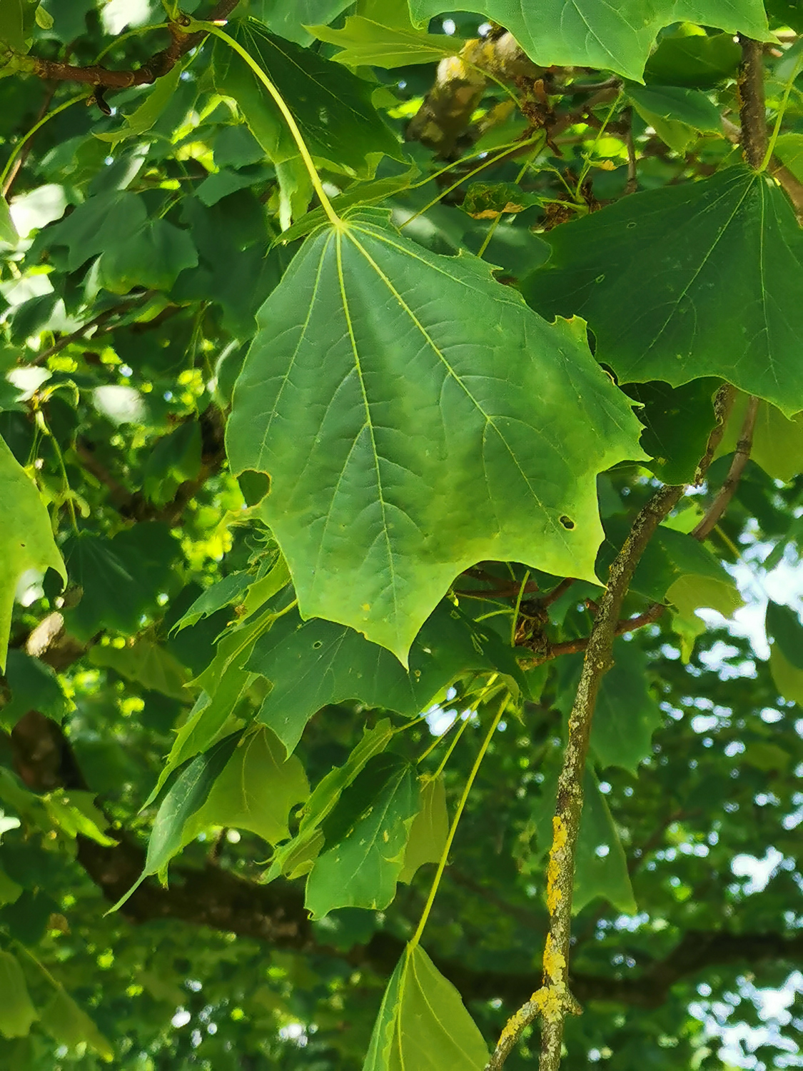 Acer platanoides 'Cucullatum' - Rüdenhausen - Juni 2023