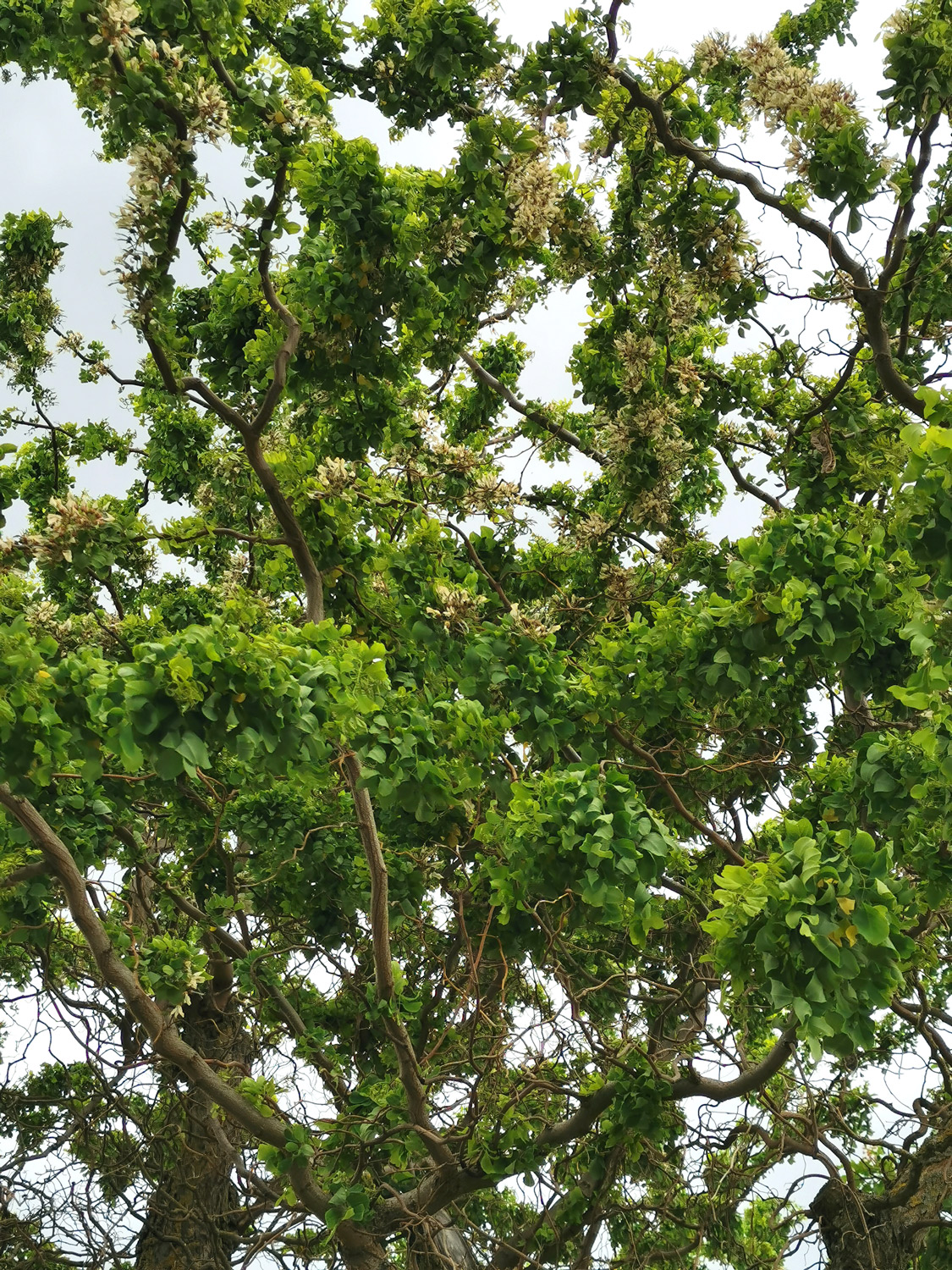 Robinia pseudoacacia 'Twisty Baby' - Rüdenhausen - Juni 2023