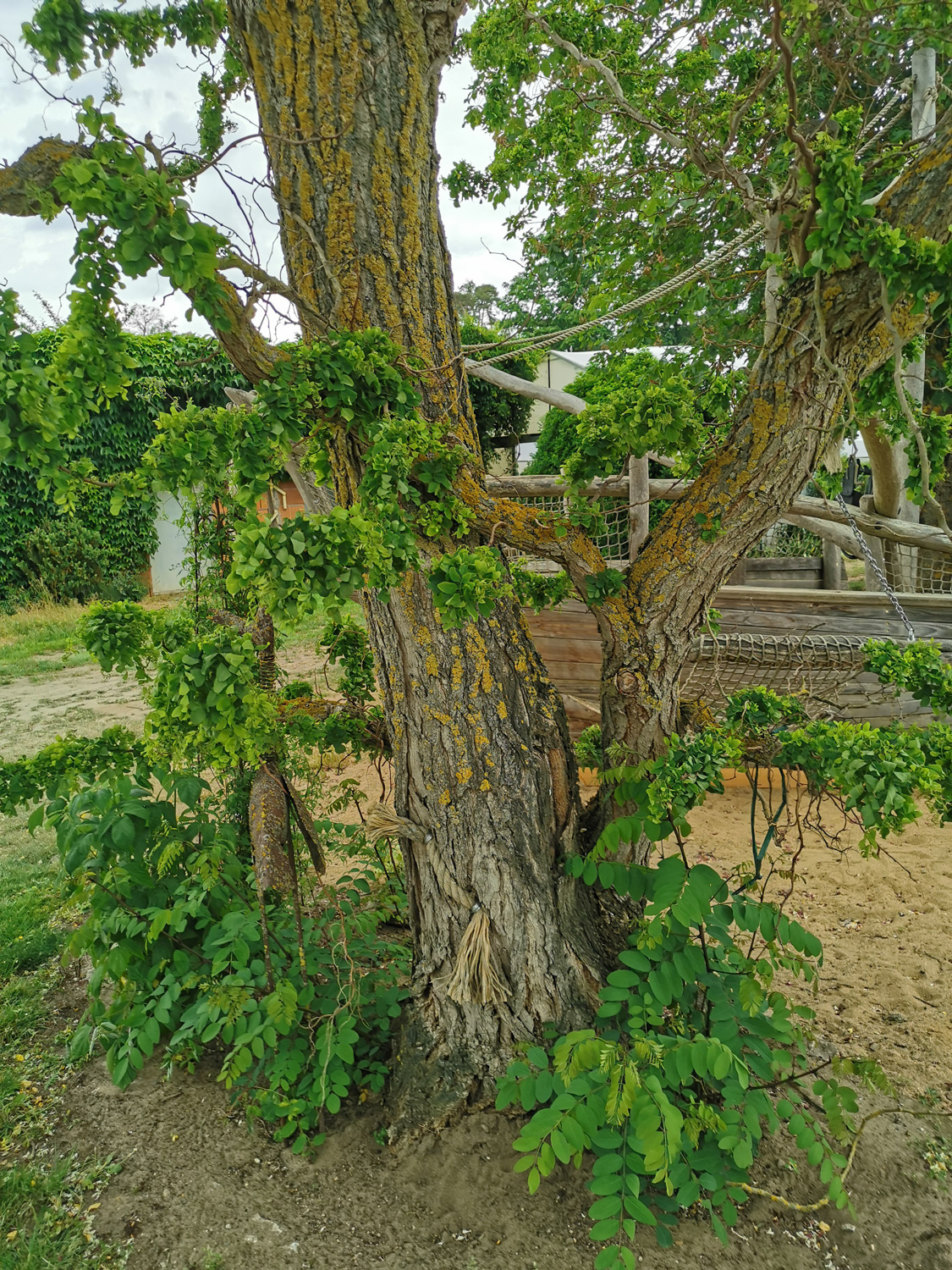 Robinia pseudoacacia 'Twisty Baby' - Rüdenhausen - Juni 2023