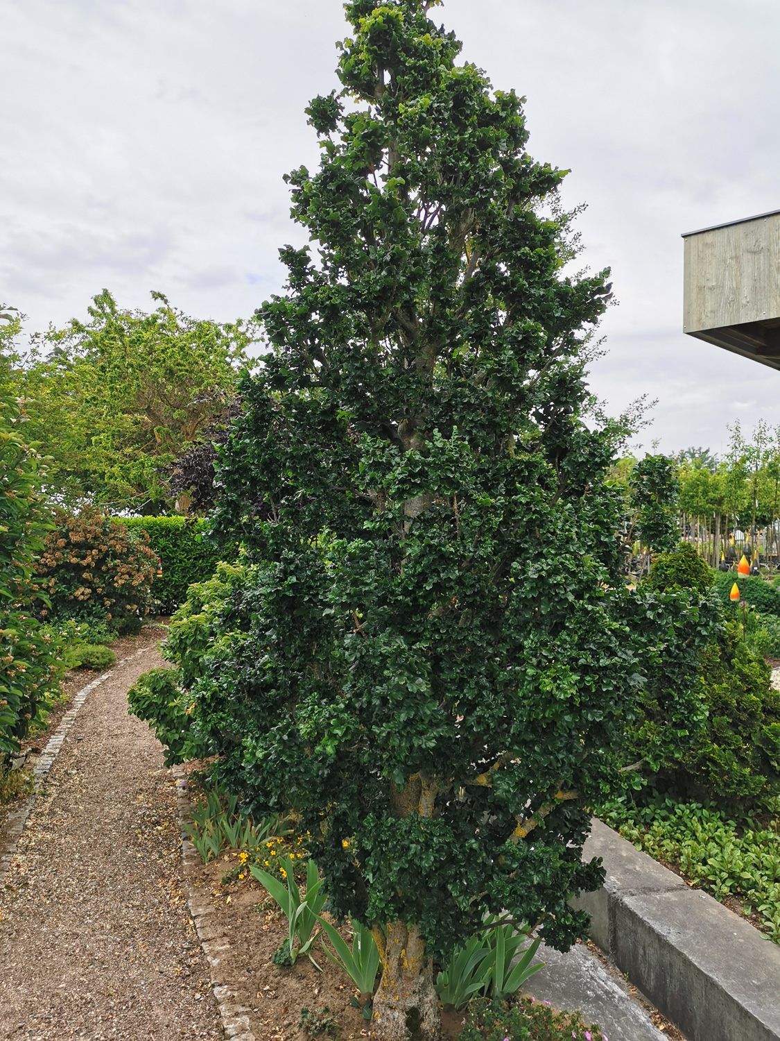 Quercus cerris 'Curly Head' - Rüdenhausen - Juni 2023
