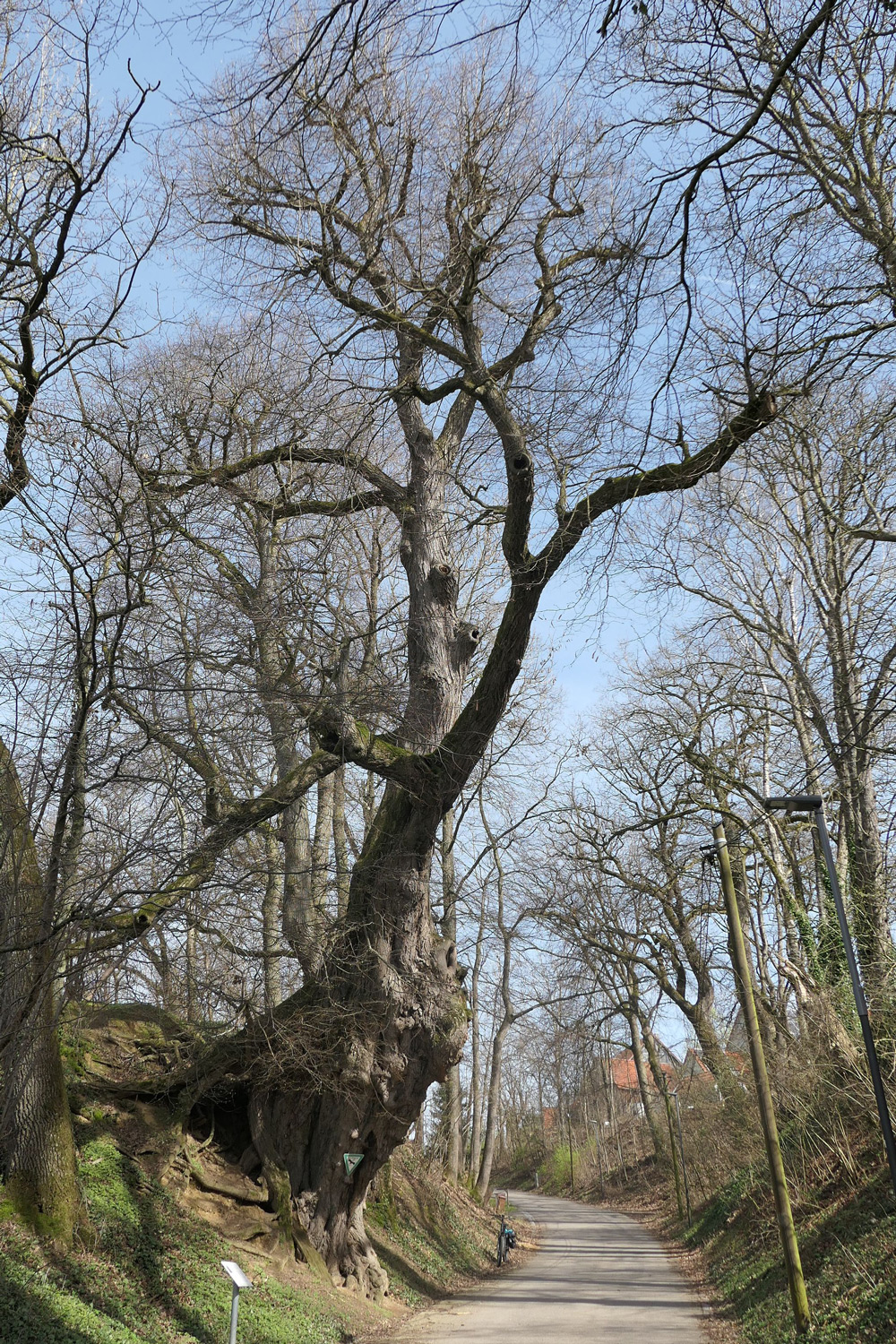 Tilia cordata - Petershausen-Obermarbach - März 2024