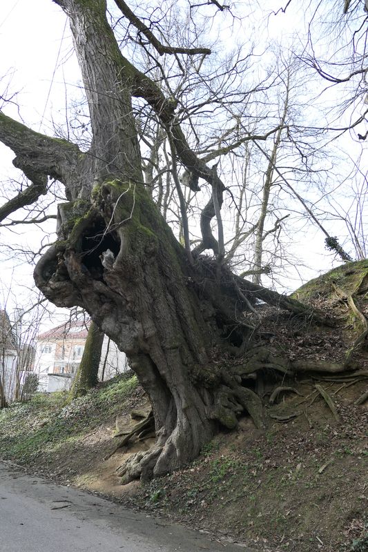 Tilia cordata - Petershausen-Obermarbach - März 2024