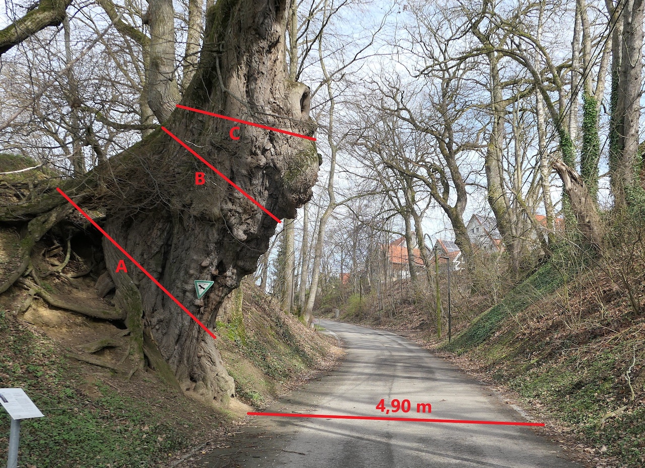 Tilia cordata - Petershausen-Obermarbach - März 2024