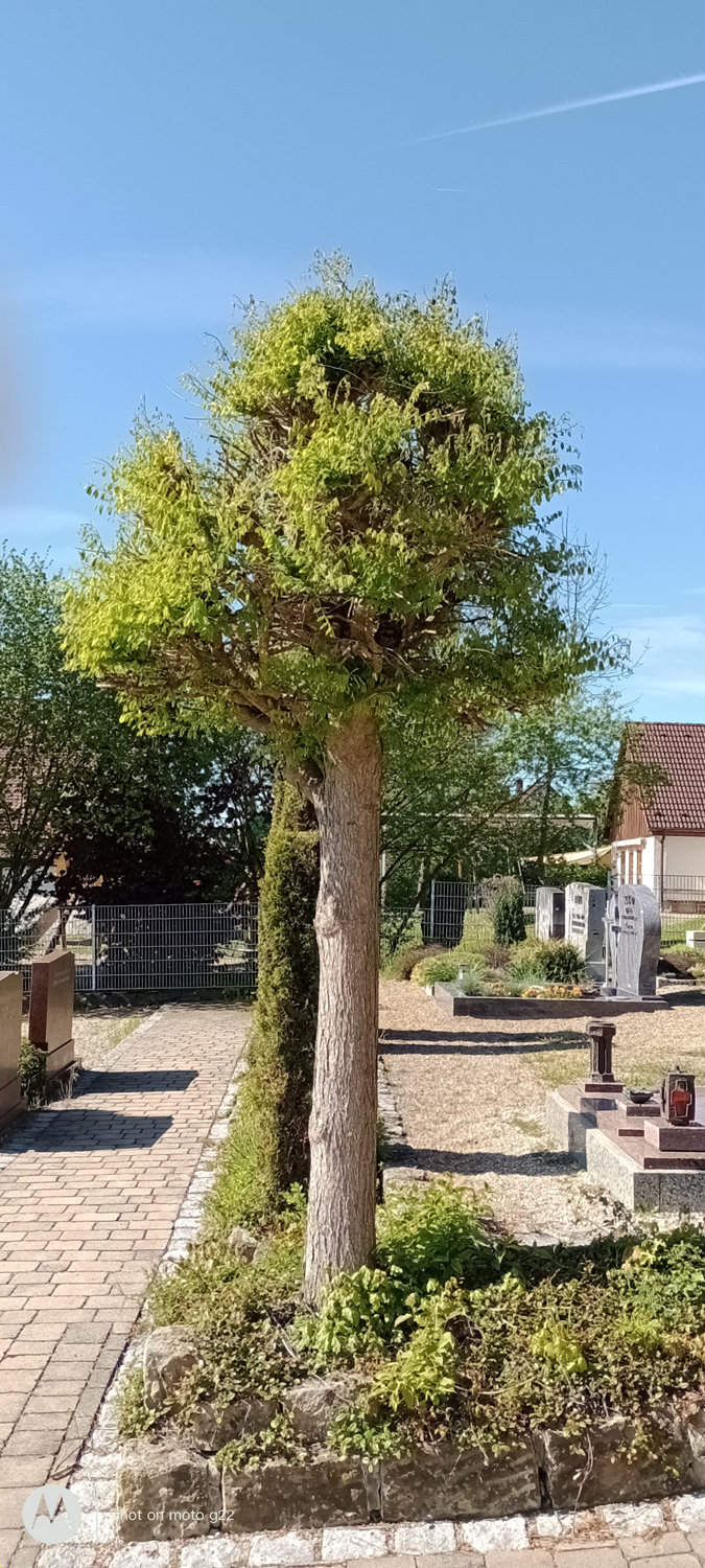 Styphnolobium japonicum 'Pendulum' - Hallerndorf - April 2024