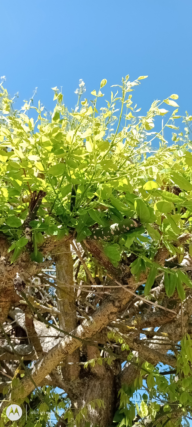 Styphnolobium japonicum 'Pendulum' - Hallerndorf - April 2024