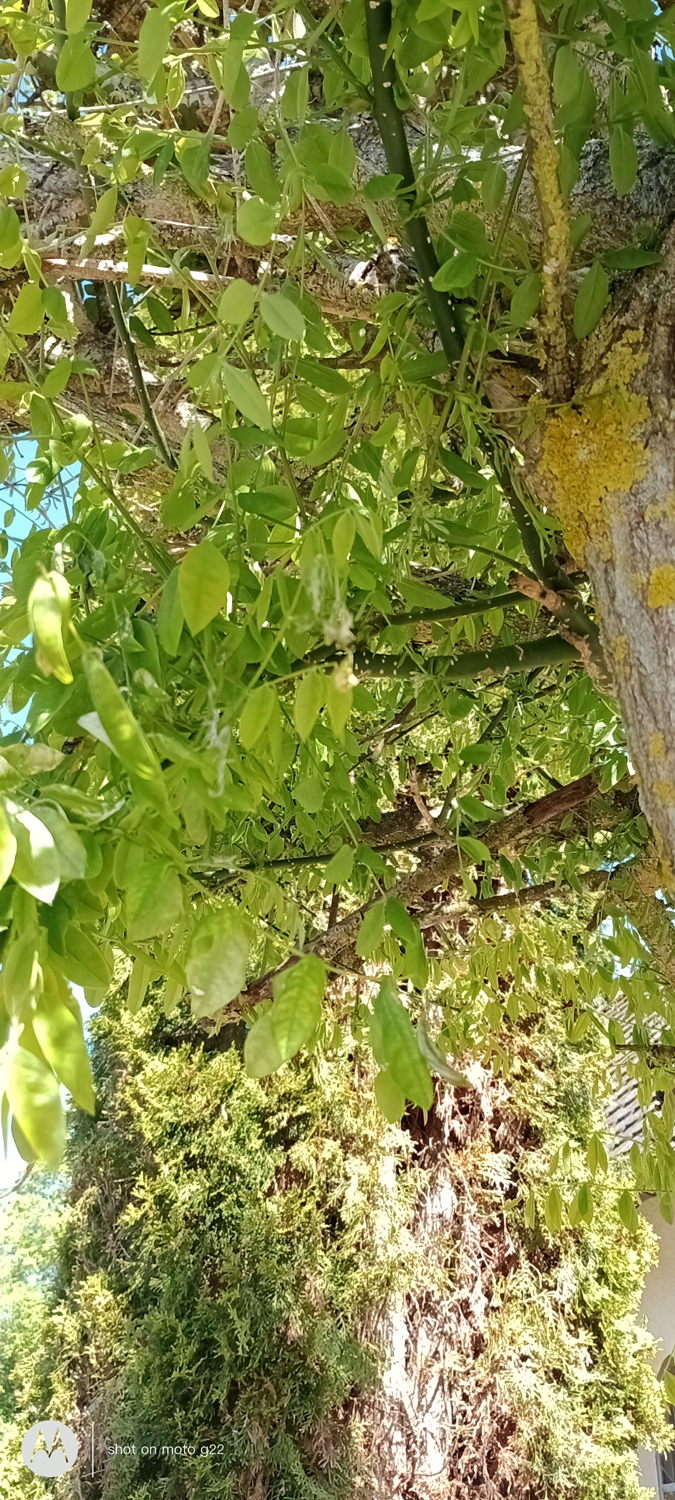 Styphnolobium japonicum 'Pendulum' - Hallerndorf - April 2024
