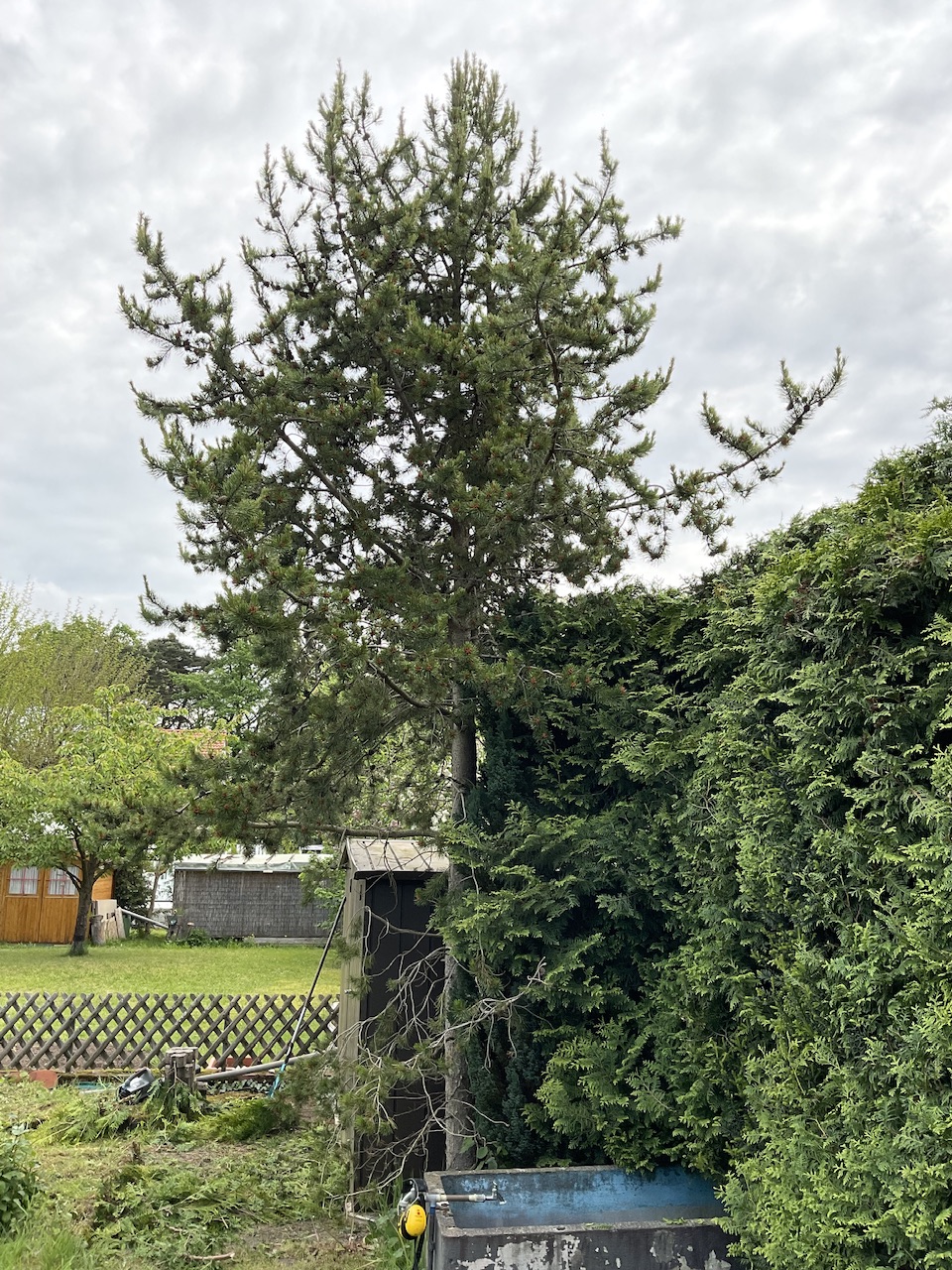 Pinus uncinata - Fürth-Ronhof - Habitus im April 2024