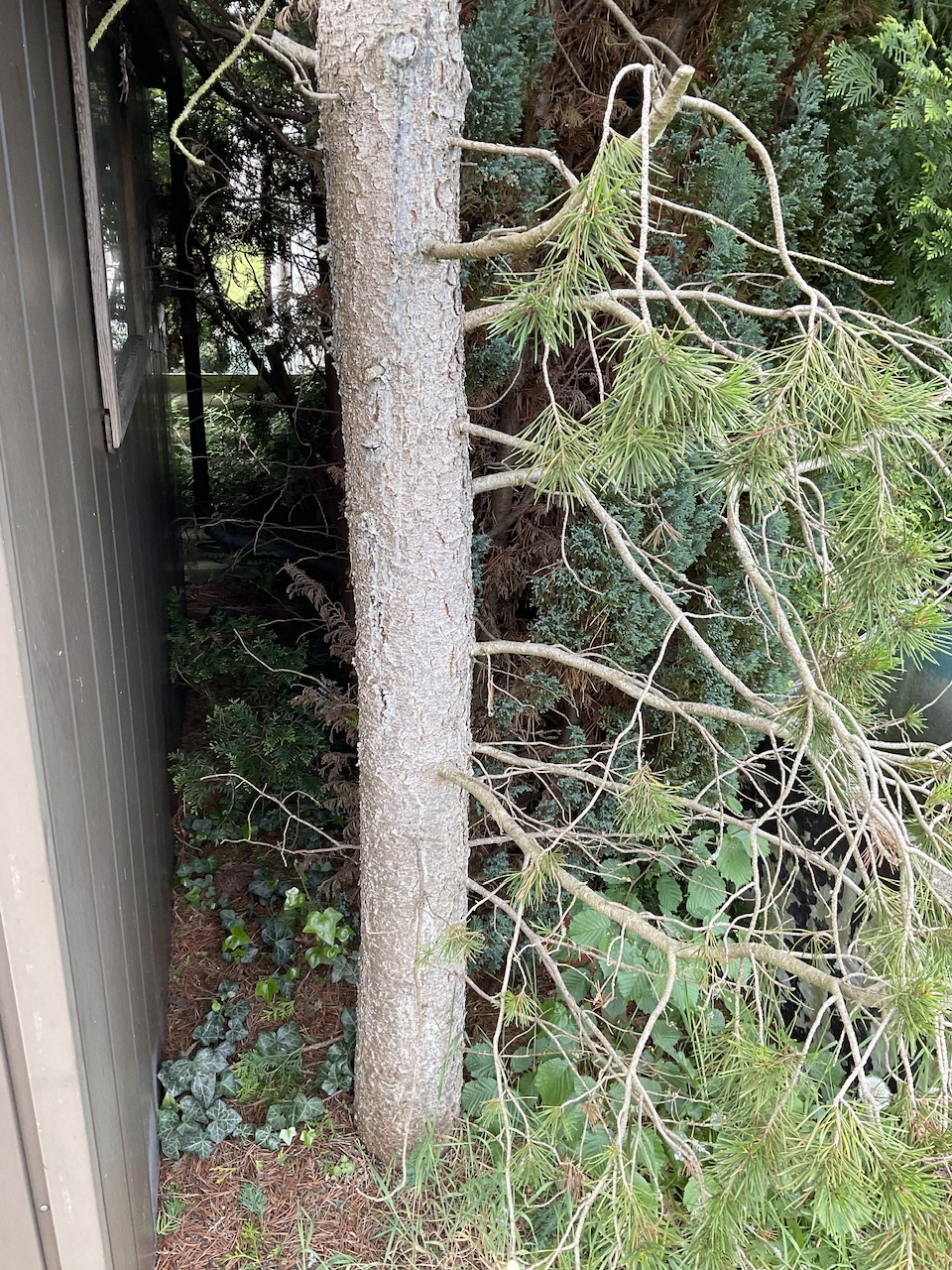Pinus uncinata - Fürth-Ronhof - Stamm im April 2024
