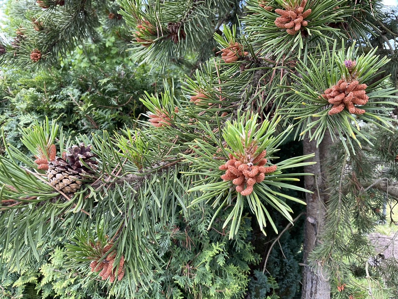 Pinus uncinata - Fürth-Ronhof - Zurückgebogene Dornen an schief aufsitzendem Zapfen - April 2024
