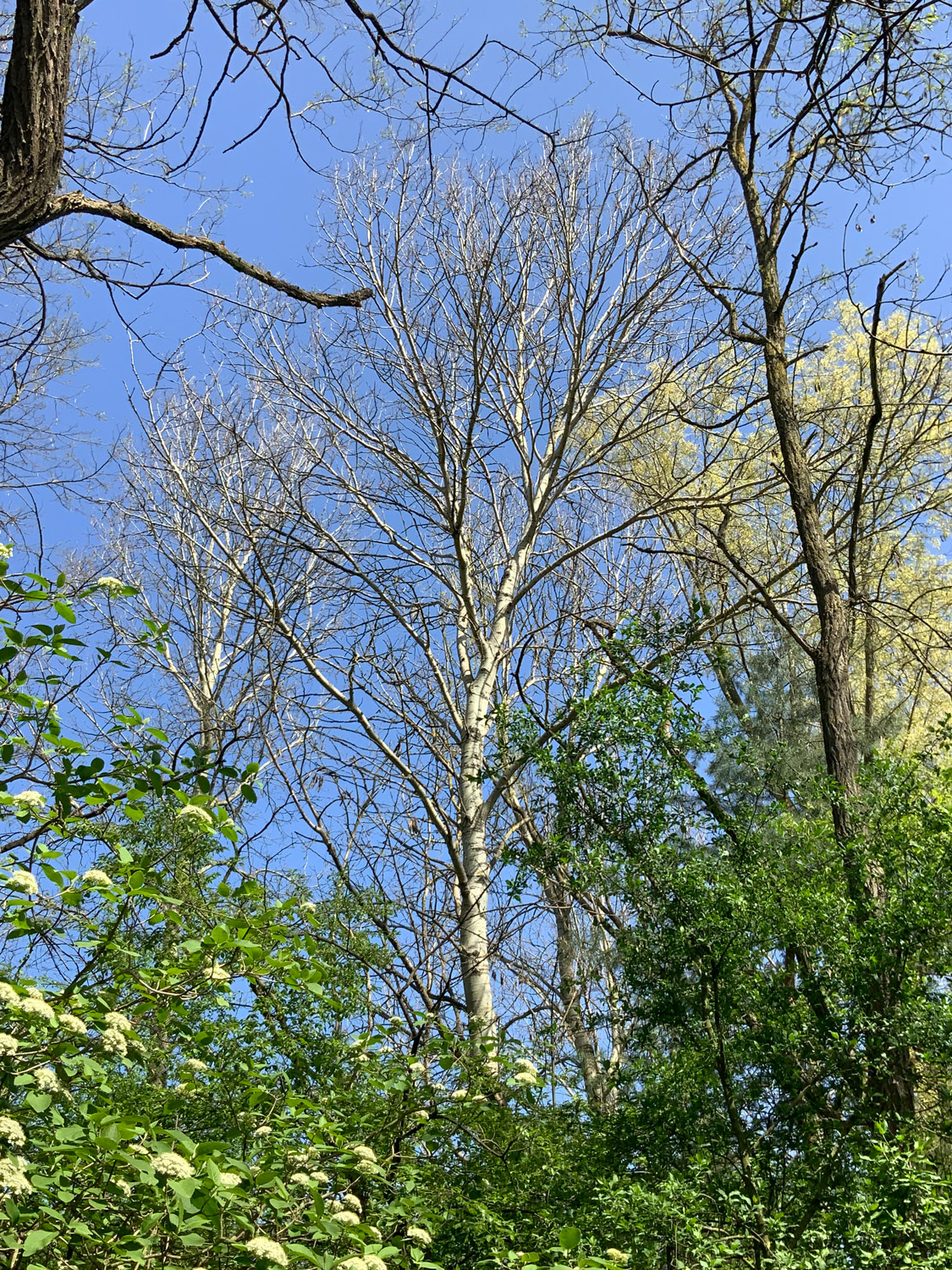 Populus tremula - Nürnberg-Reichelsdorf - April 2024