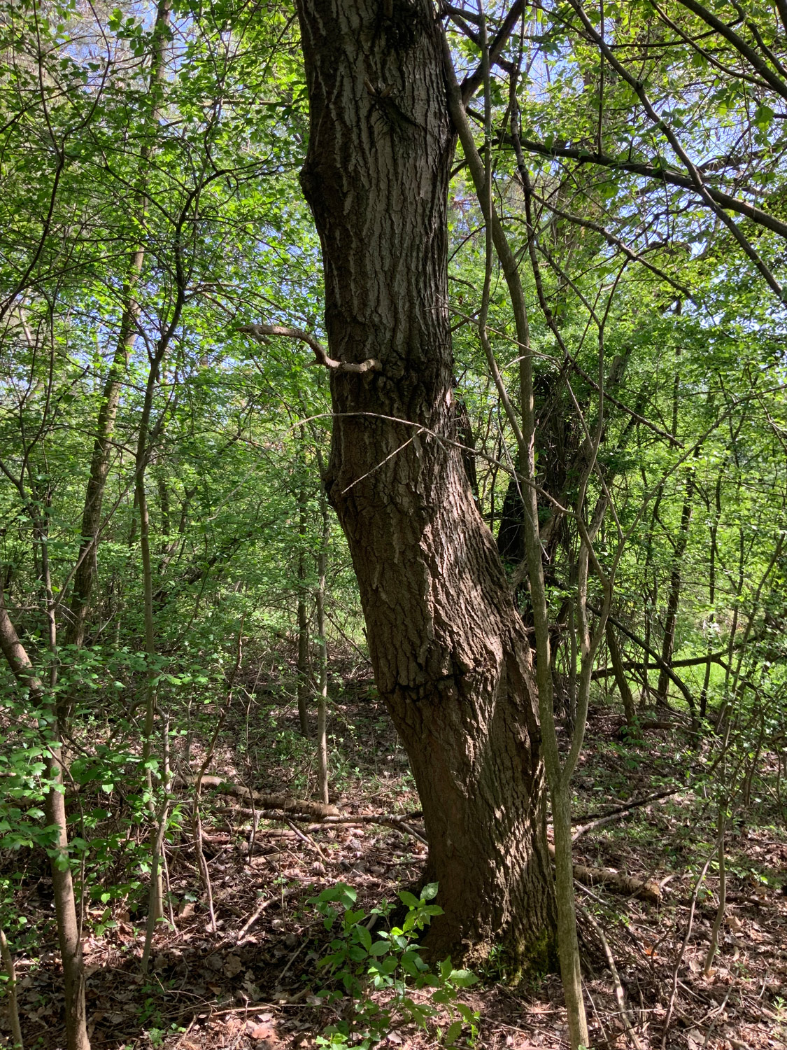 Populus tremula - Nürnberg-Reichelsdorf - April 2024