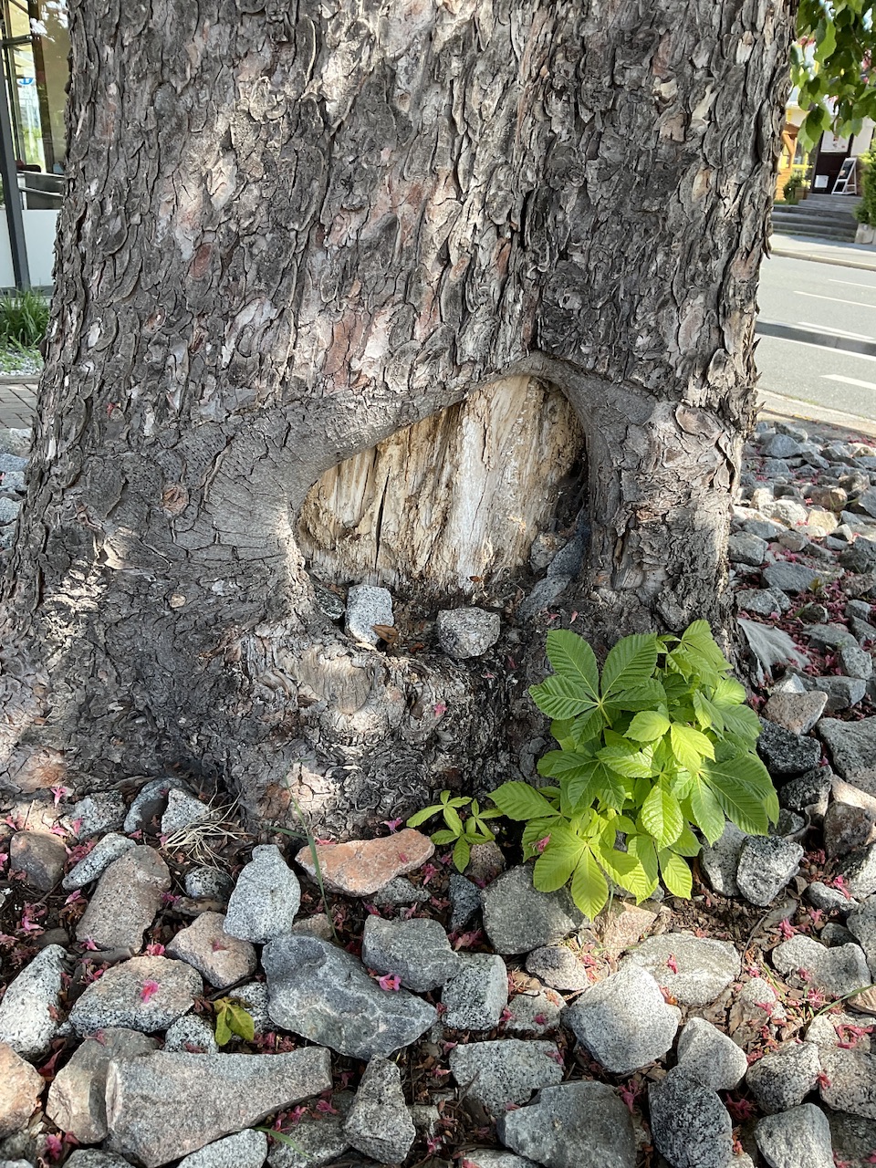 Aesculus × carnea 'Briotti' - Schwabach-Eichwasen - Mai 2024