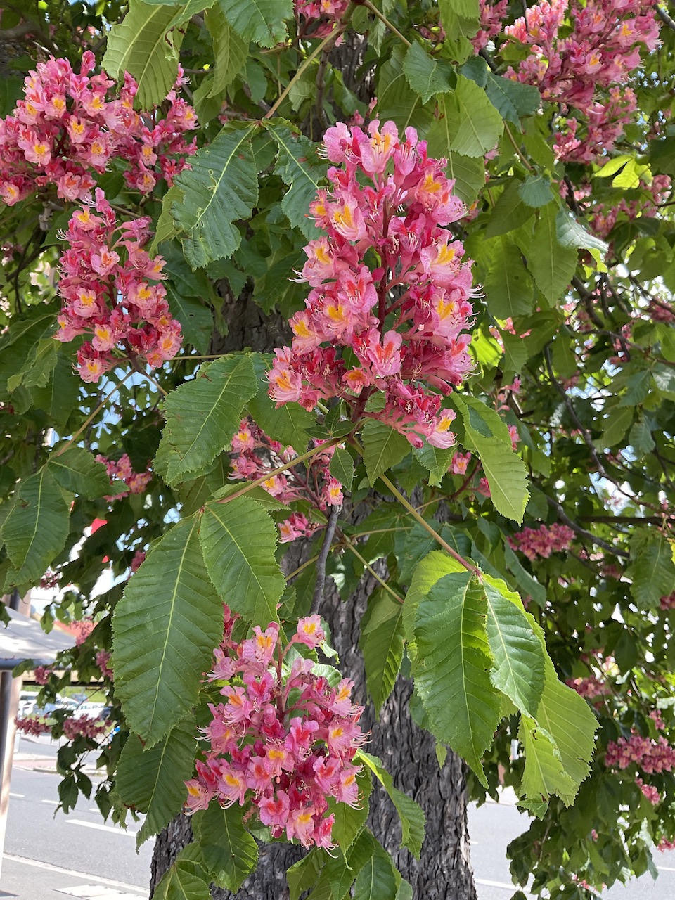 Aesculus × carnea 'Briotti' - Schwabach-Eichwasen - Mai 2024