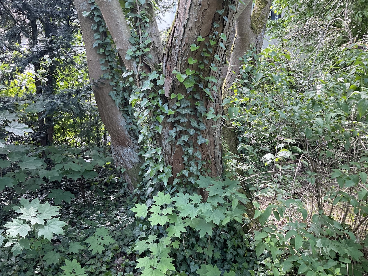 Laburnum anagyroides - Schwabach-Wolkersdorf - Mai 2024, der etwas schwächere misst immerhin 155 cm