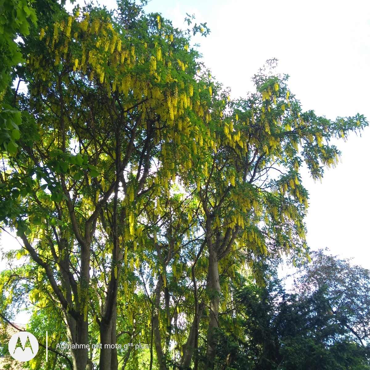Laburnum anagyroides - Schwabach-Wolkersdorf - Mai 2022