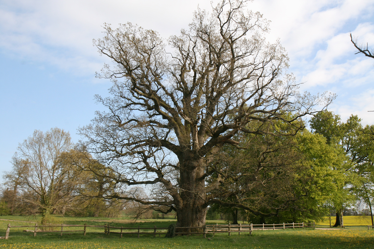 ND Quercus robur - Gutspark Güldenstein - Mai 2022
