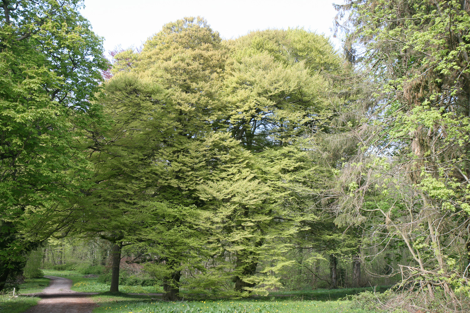 Fagus sylvatica 'Asplenifolia' - Gutspark Güldenstein, links mit 3,66 m und rechts mit 4,91 m StU - Mai 2022