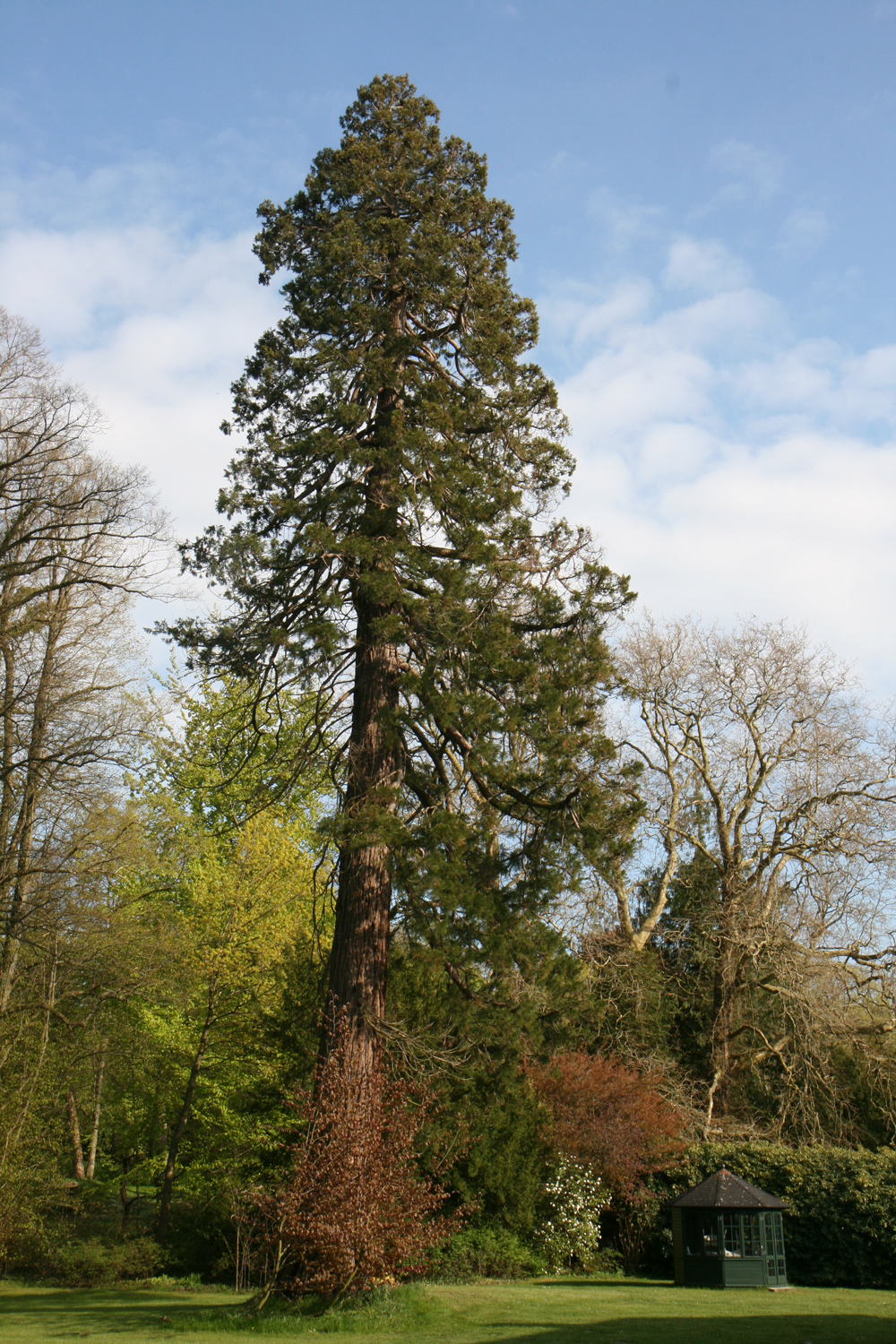 Sequoiadendron giganteum - Gutspark Güldenstein - Mai 2022