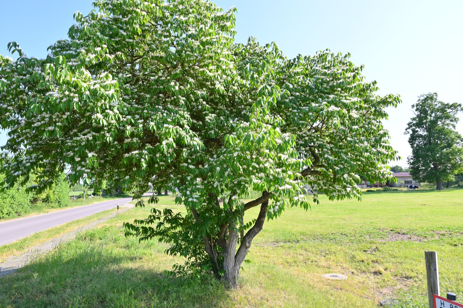 Lonicera maackii - Klein Schwechten - Mai 2023