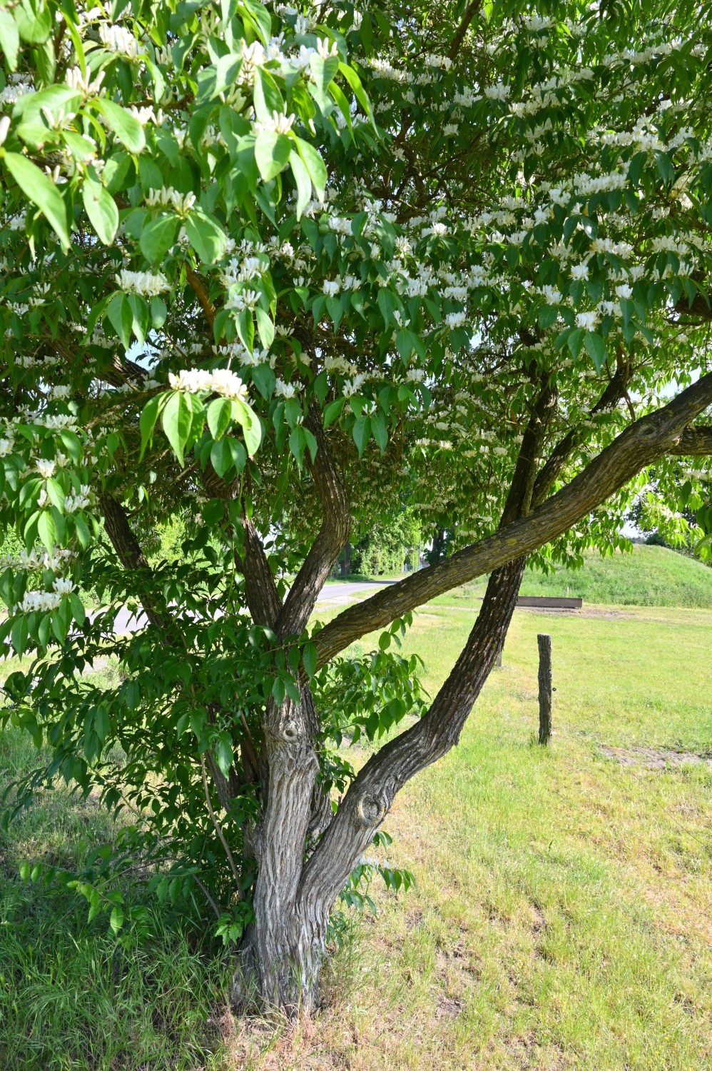 Lonicera maackii - Klein Schwechten - Mai 2023