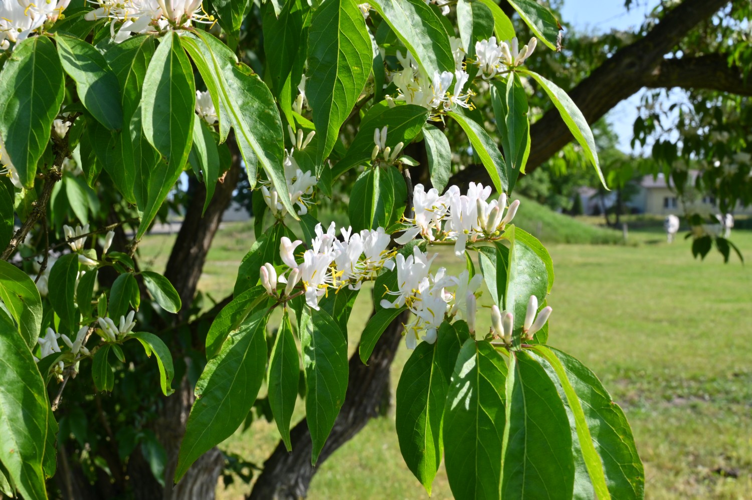 Lonicera maackii - Klein Schwechten - Mai 2023