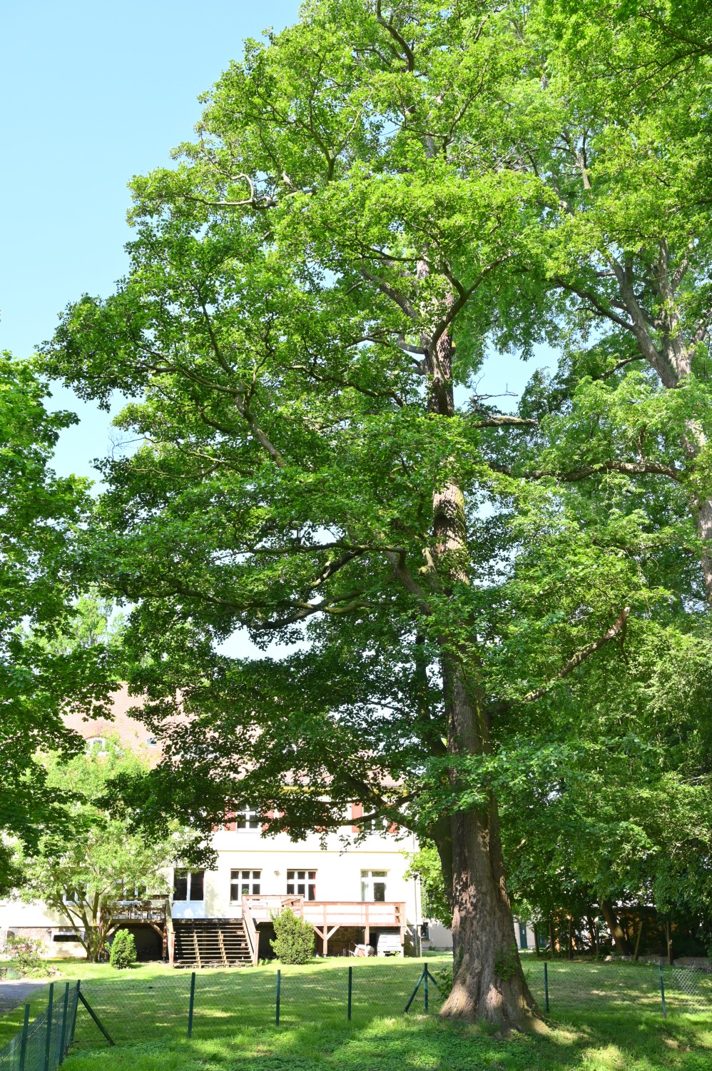 Alnus glutinosa - Meßdorf - Mai 2023
